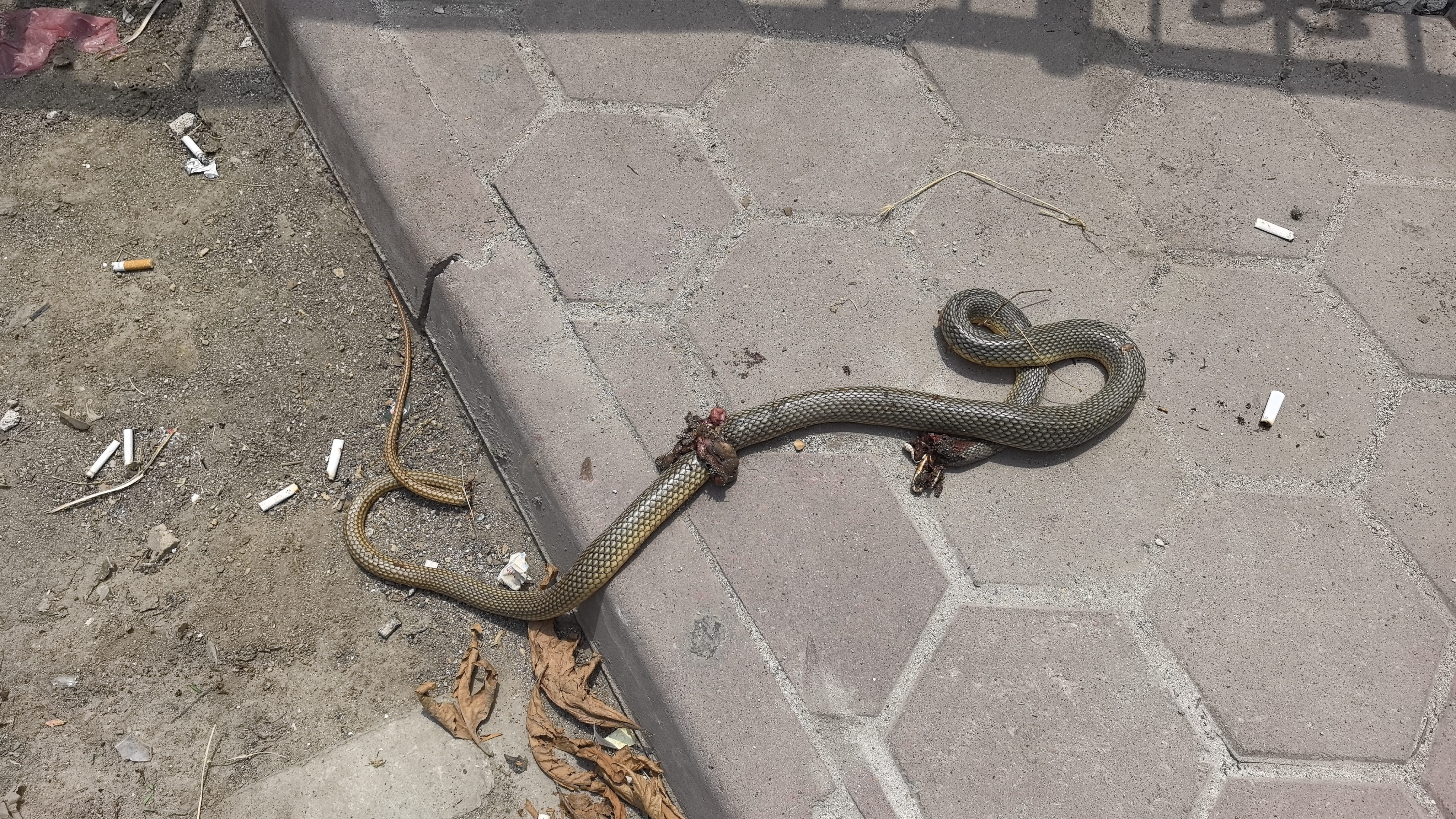 Bursa - Öldürdüğü bacağını ısıran yılan ile hastaneye gitti - Görsel 1