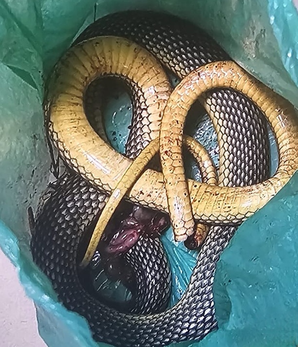 Bursa - Öldürdüğü bacağını ısıran yılan ile hastaneye gitti - Görsel 3