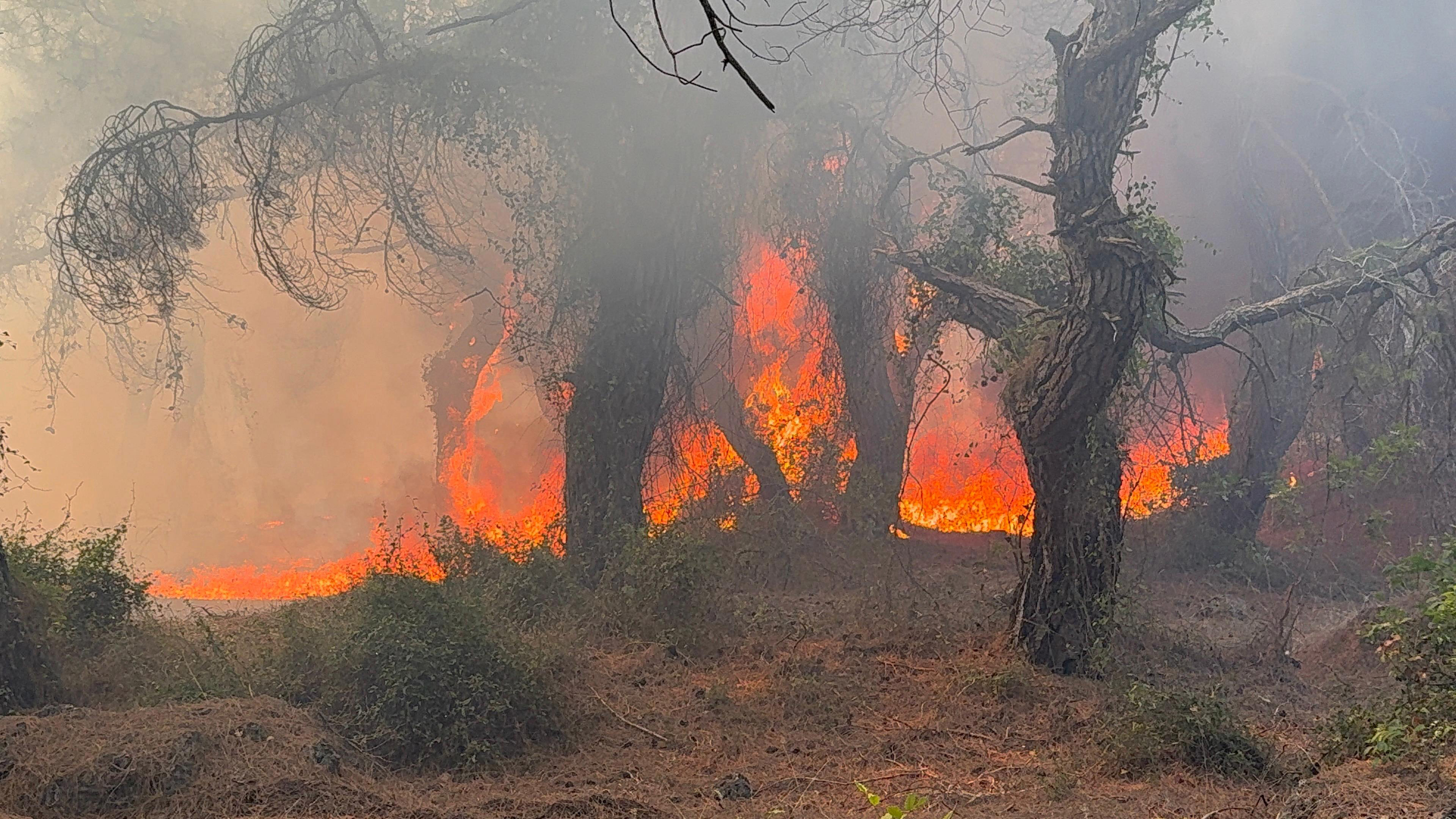 Antalya- Yangın sadece ormanı değil, sağlığı da yakıyor  - Görsel 1