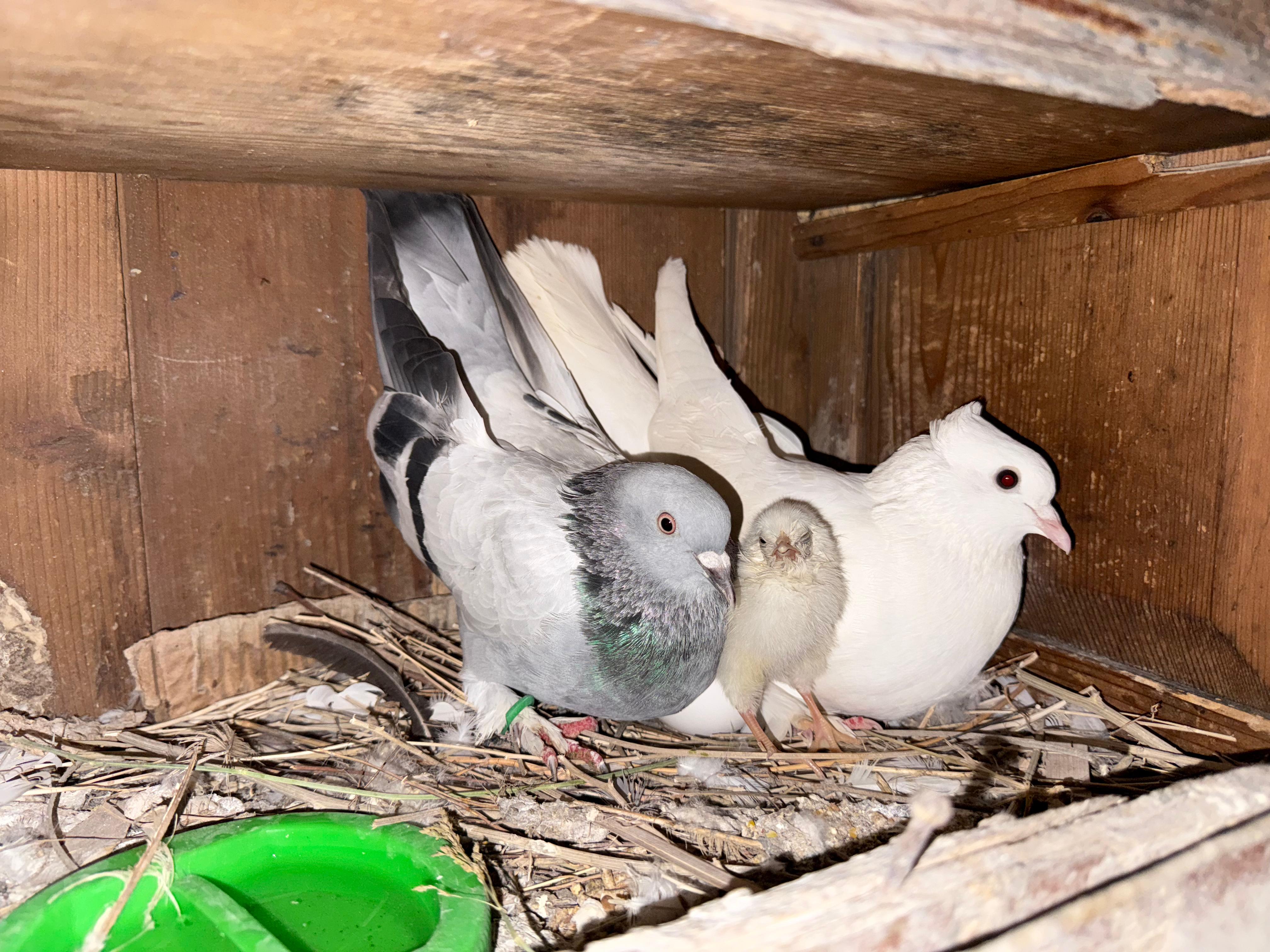 Tavuk yumurtasının üzerine kuluçkaya yatan güvercin, çıkan civcivi sahiplendi - Görsel 1