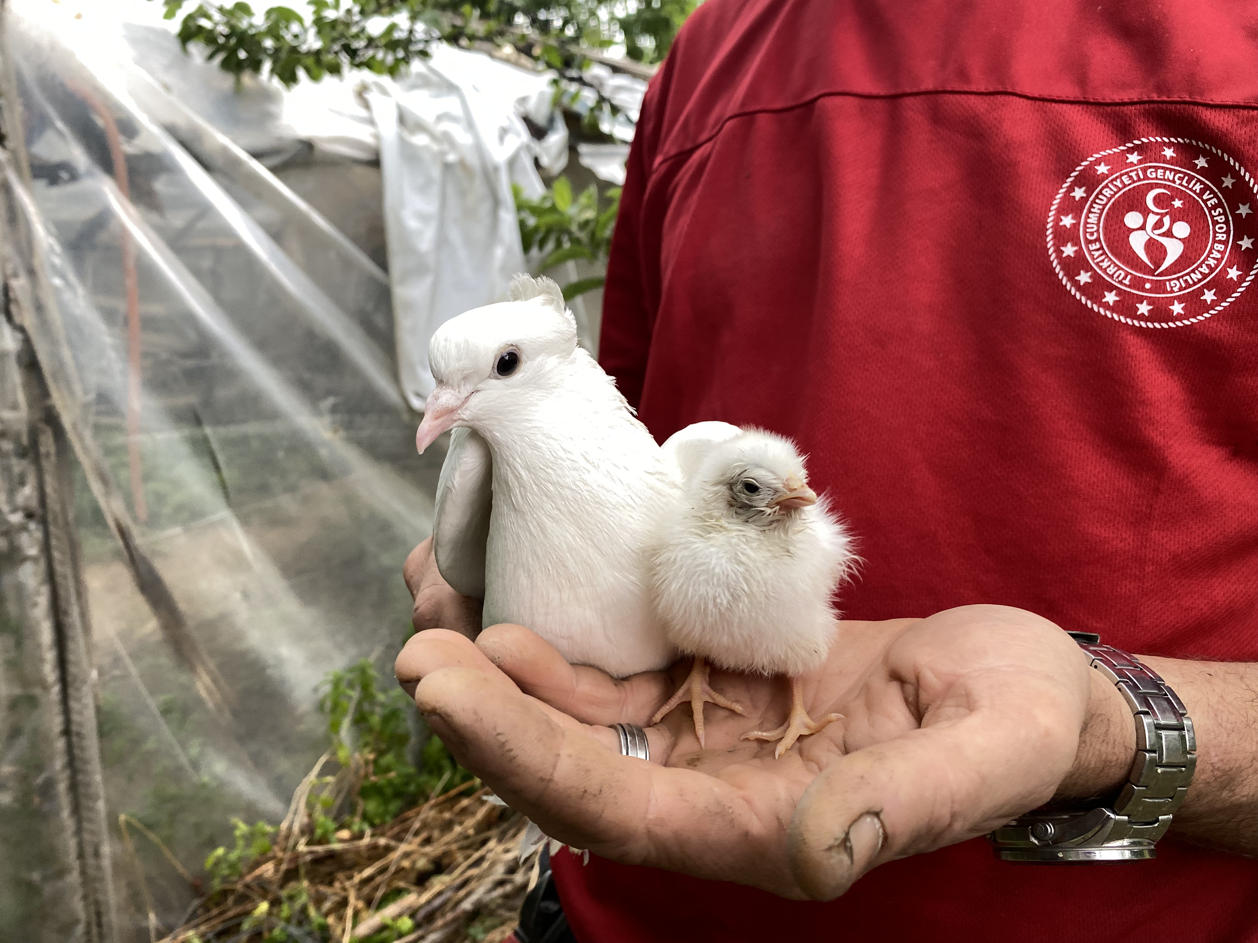 Tavuk yumurtasının üzerine kuluçkaya yatan güvercin, çıkan civcivi sahiplendi - Görsel 2