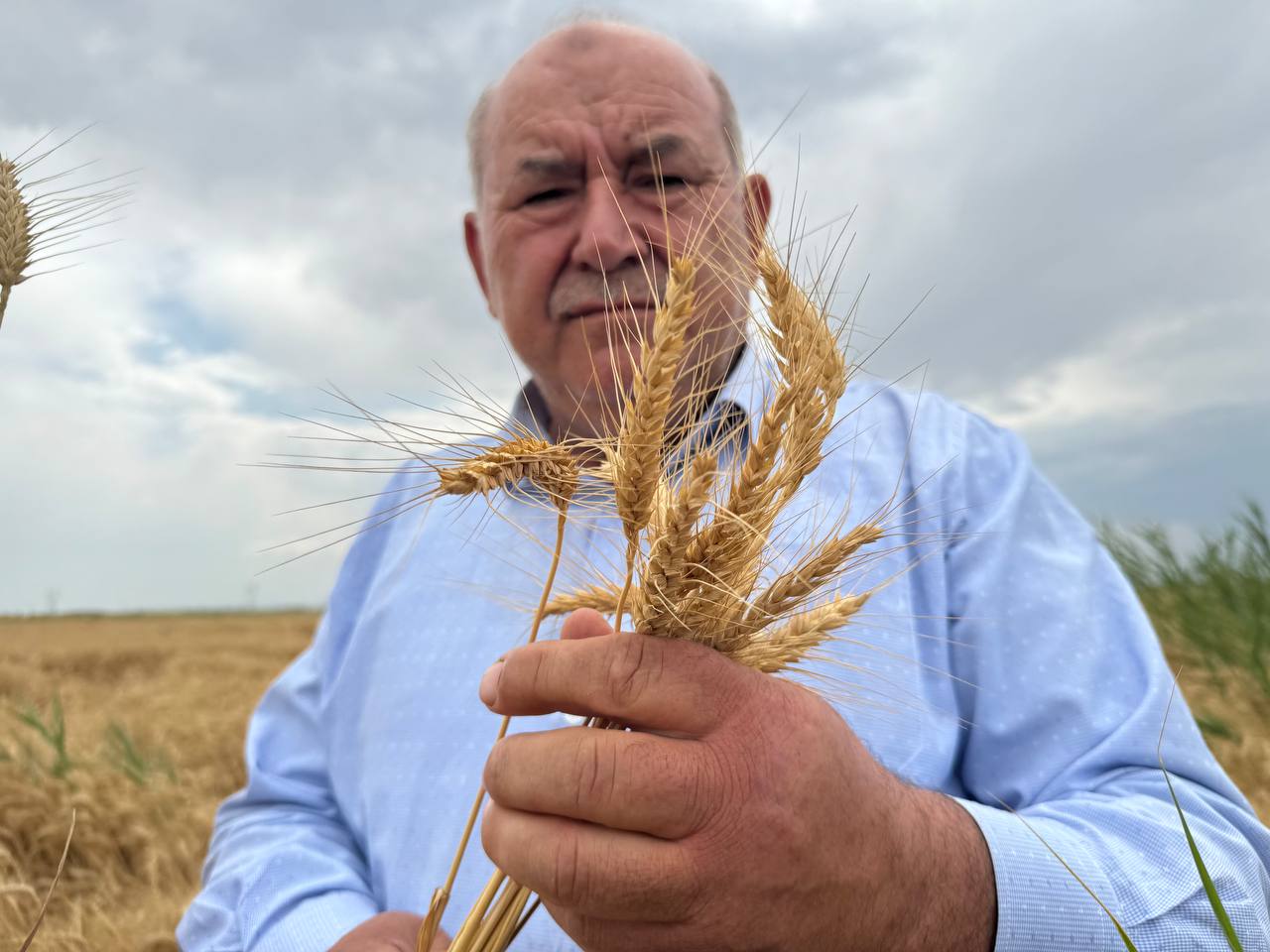 Konya Ovası’nda, kuraklık ve don nedeniyle yaklaşık 1 milyon ton rekolte düşüşü bekleniyor  - Görsel 5