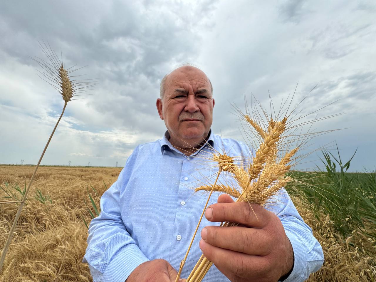 Konya Ovası’nda, kuraklık ve don nedeniyle yaklaşık 1 milyon ton rekolte düşüşü bekleniyor  - Görsel 6