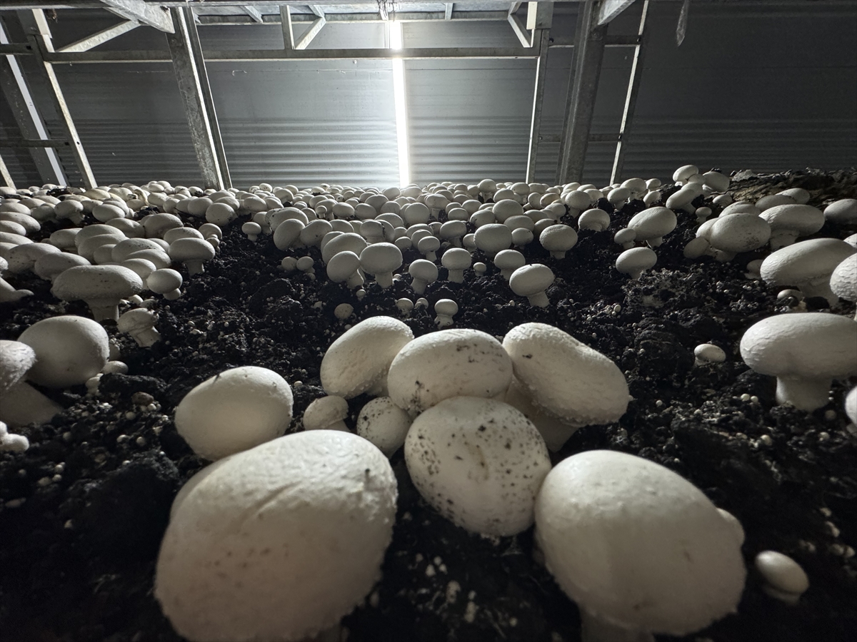 Karamanda Devlet desteğiyle kurduğu tesiste ayda ortalama 15 ton mantar üretiyor - Görsel 1