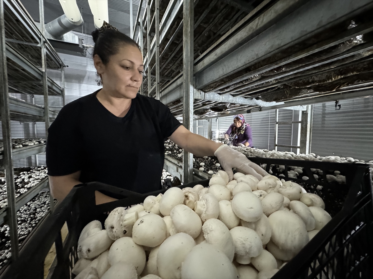 Karamanda Devlet desteğiyle kurduğu tesiste ayda ortalama 15 ton mantar üretiyor - Görsel 2