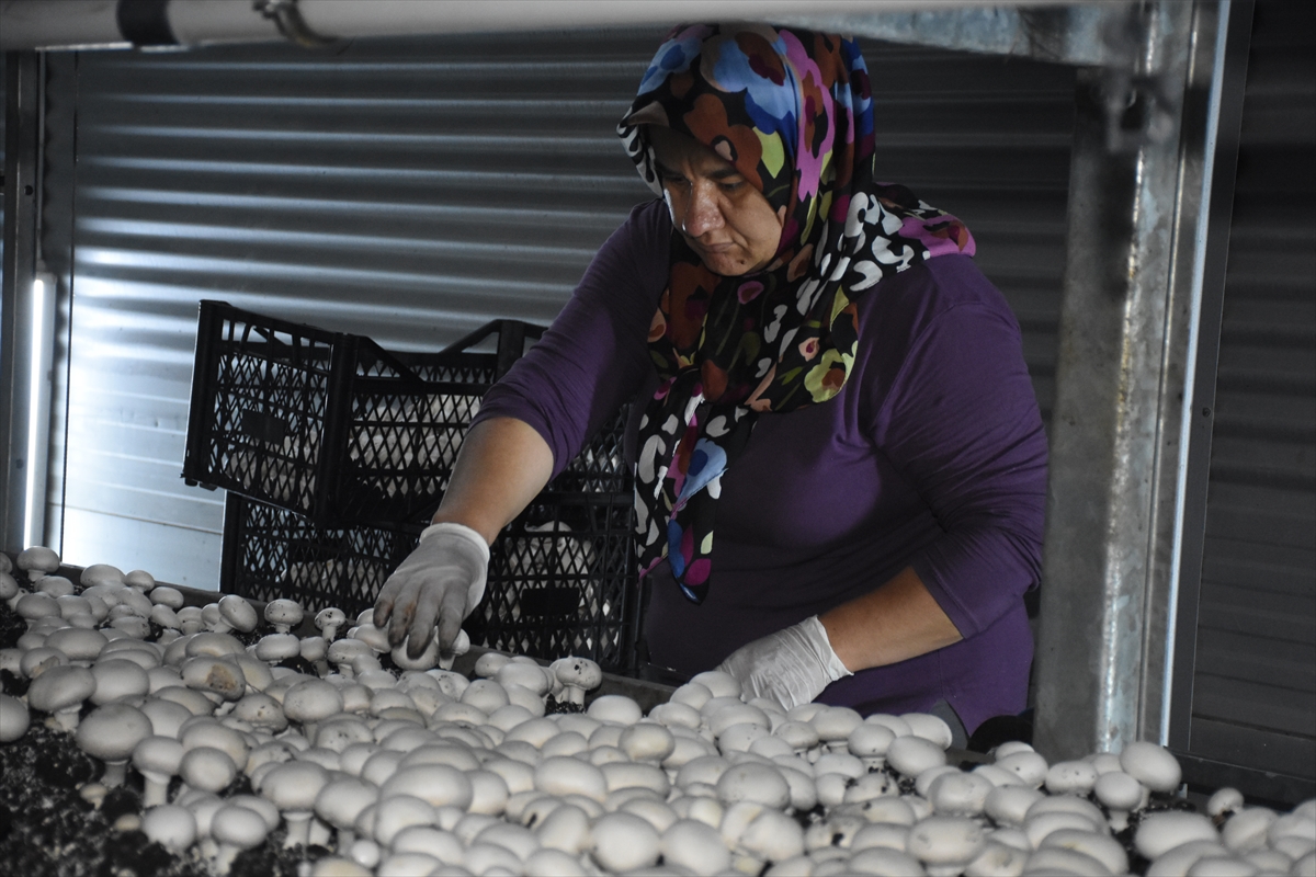 Karamanda Devlet desteğiyle kurduğu tesiste ayda ortalama 15 ton mantar üretiyor - Görsel 4