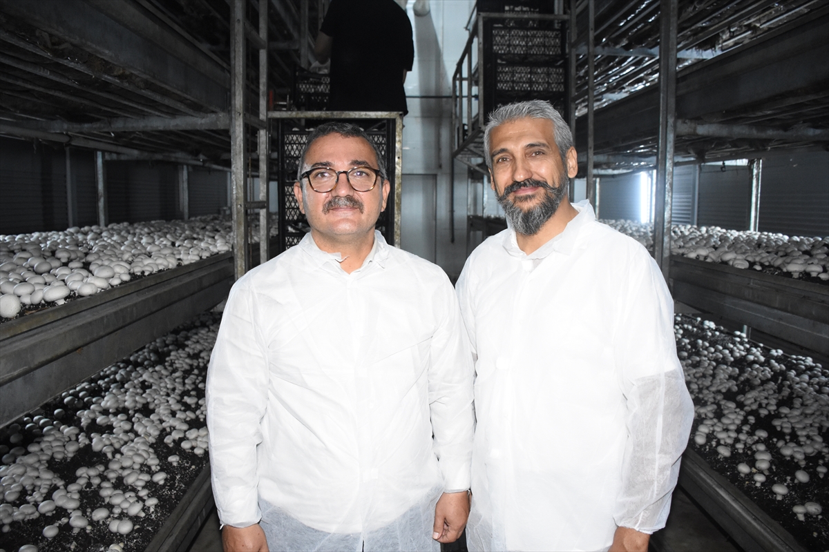 Karamanda Devlet desteğiyle kurduğu tesiste ayda ortalama 15 ton mantar üretiyor - Görsel 6