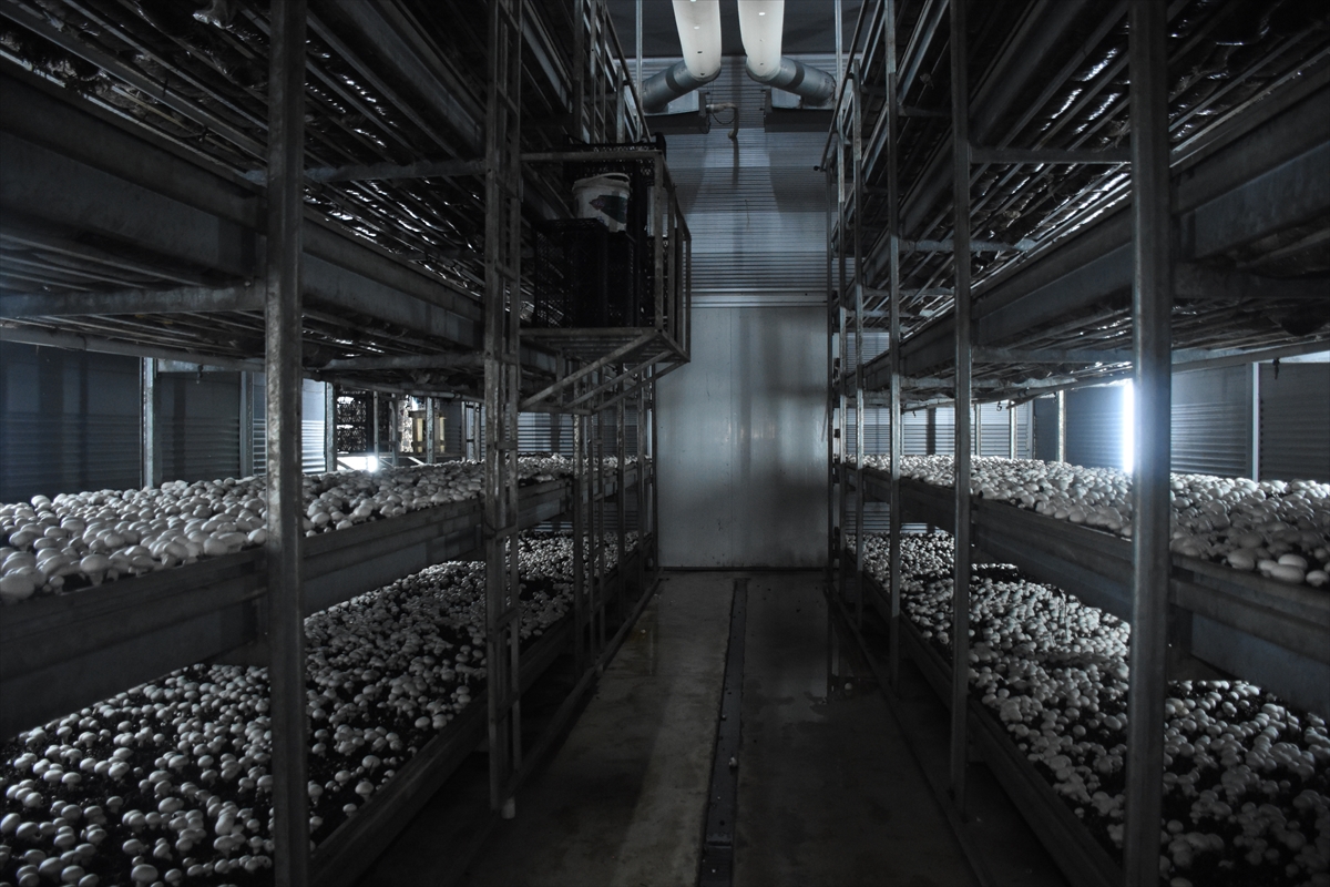 Karamanda Devlet desteğiyle kurduğu tesiste ayda ortalama 15 ton mantar üretiyor - Görsel 8