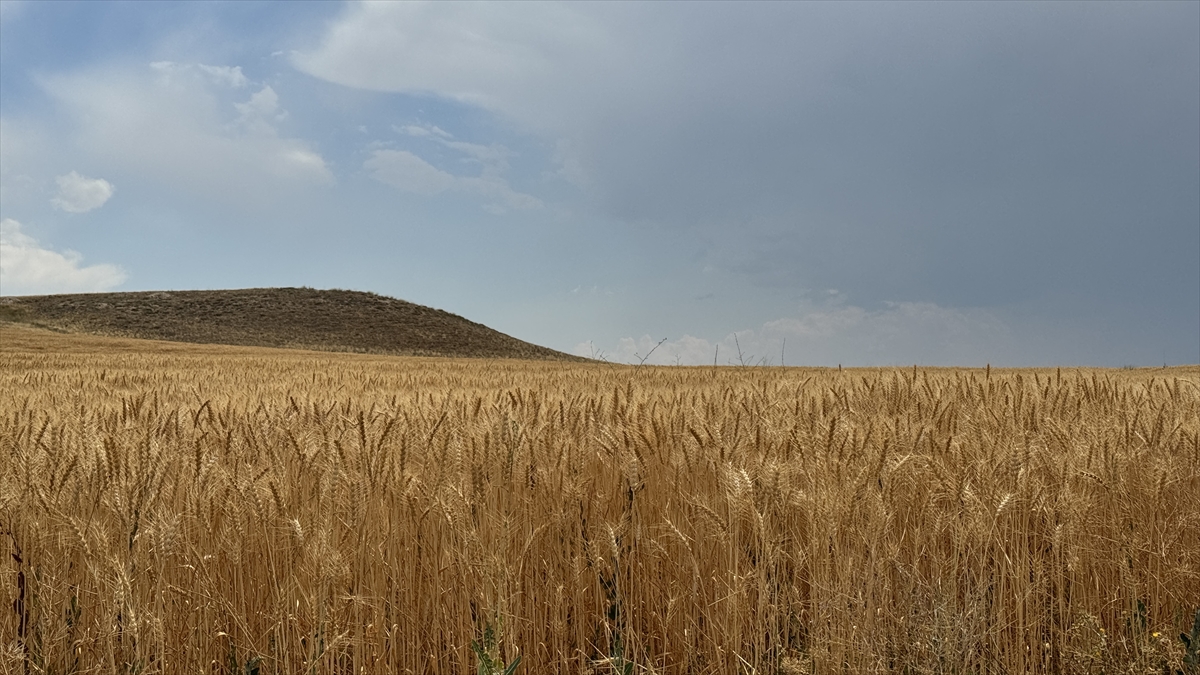 Konya Ovası'nda buğdayda yüzde 15, arpada yüzde 30 rekolte kaybı bekleniyor - Görsel 1