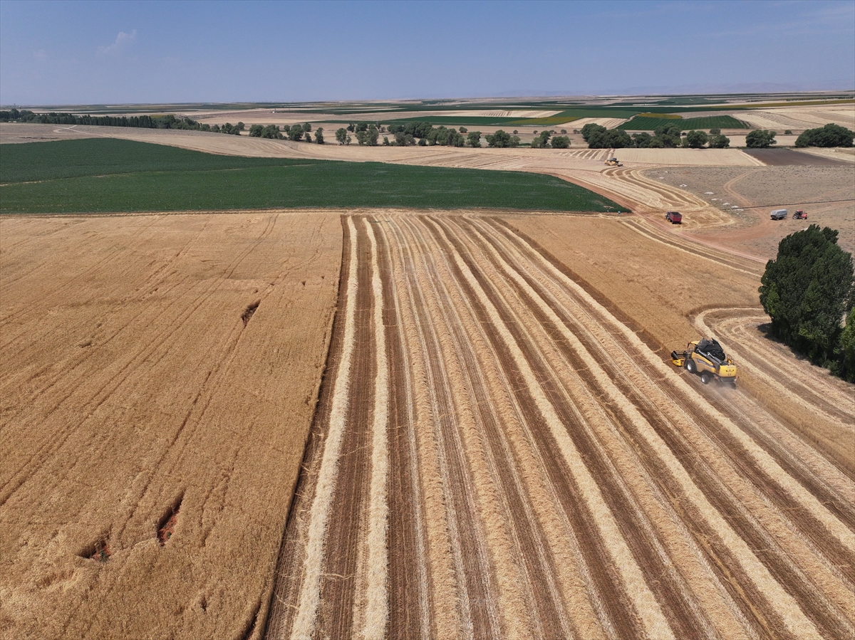 Konya Ovası'nda buğdayda yüzde 15, arpada yüzde 30 rekolte kaybı bekleniyor - Görsel 2