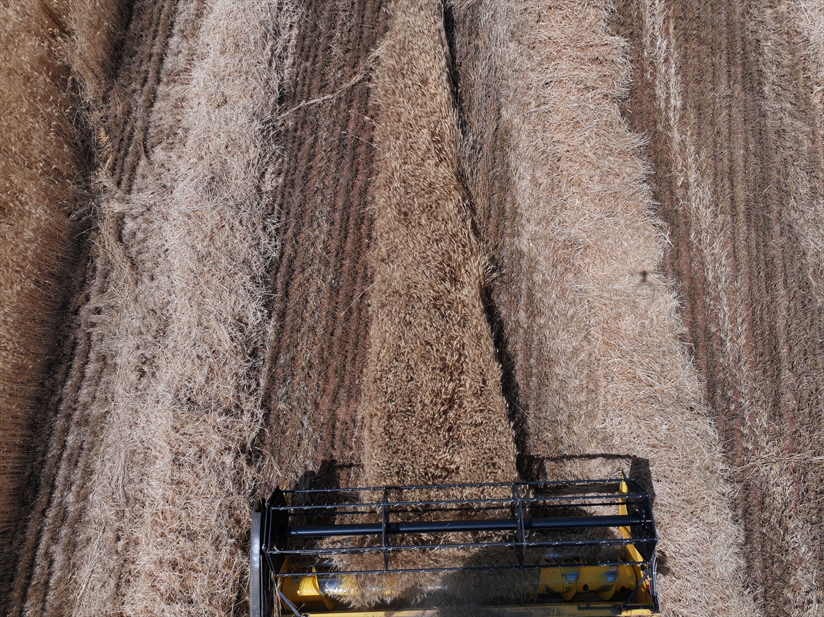 Konya Ovası'nda buğdayda yüzde 15, arpada yüzde 30 rekolte kaybı bekleniyor - Görsel 4