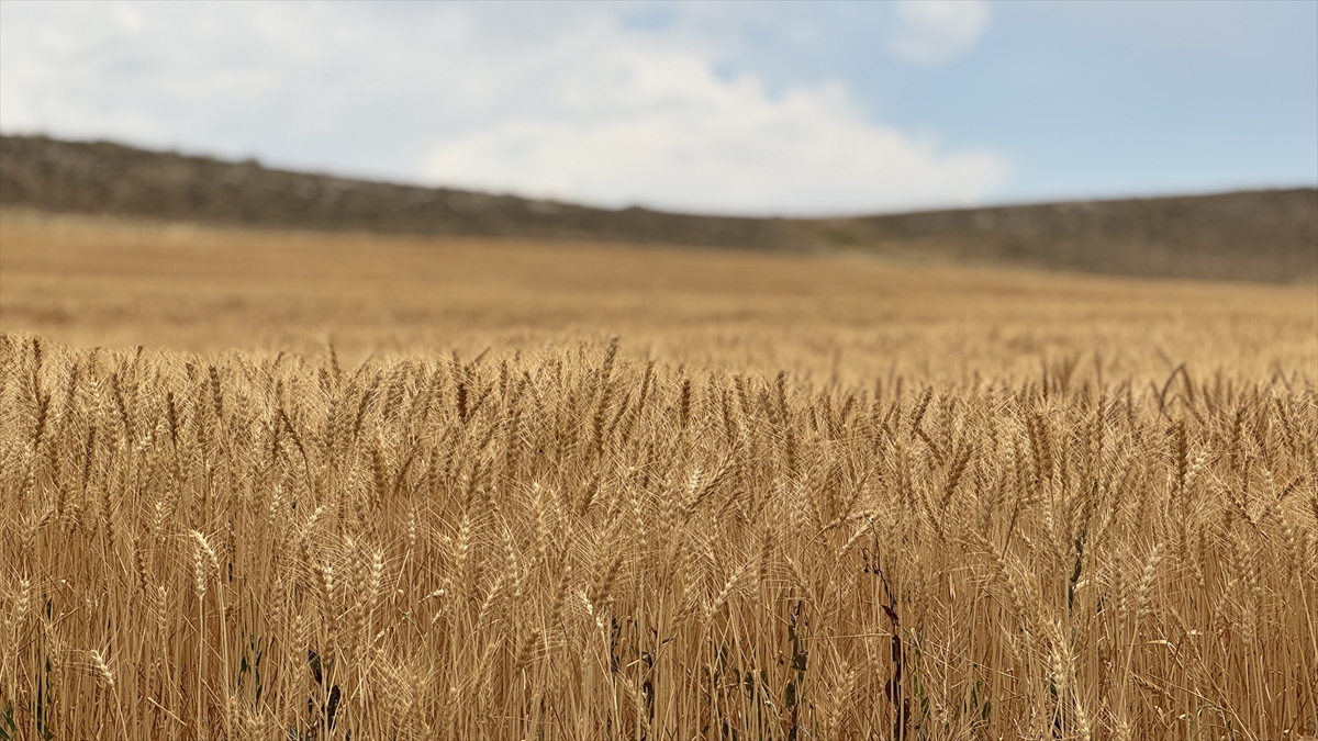 Konya Ovası'nda buğdayda yüzde 15, arpada yüzde 30 rekolte kaybı bekleniyor - Görsel 5