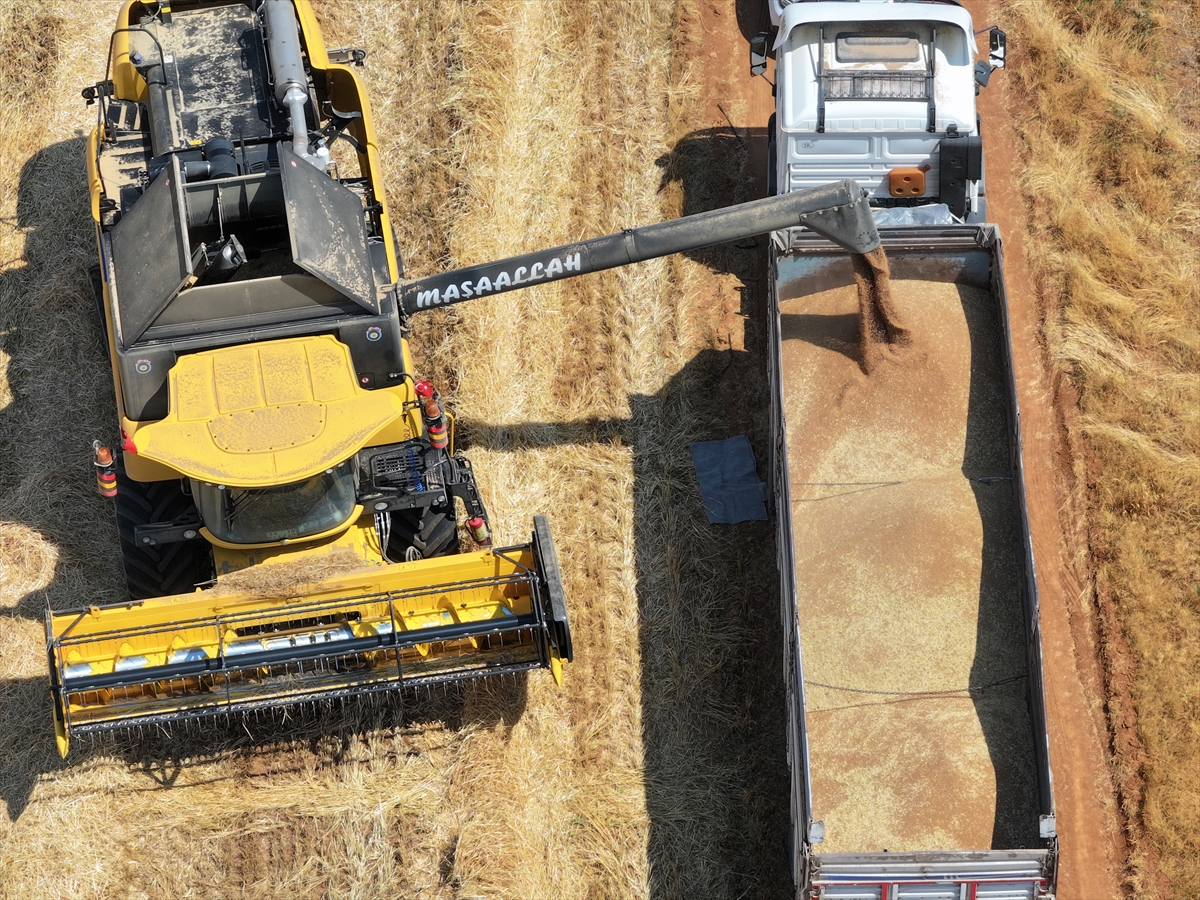 Konya Ovası'nda buğdayda yüzde 15, arpada yüzde 30 rekolte kaybı bekleniyor - Görsel 6