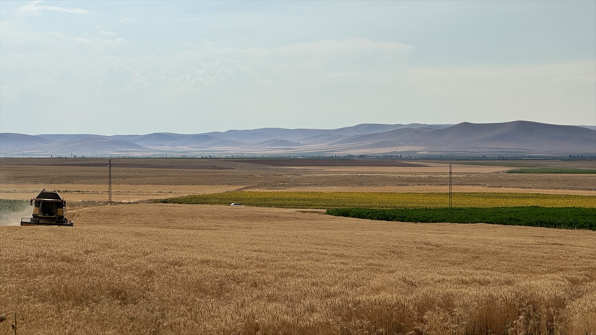 Konya Ovası'nda buğdayda yüzde 15, arpada yüzde 30 rekolte kaybı bekleniyor - Görsel 7