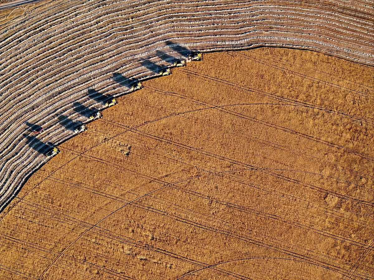 Konya'nın devasa dairesel tarlalarında hasat tamamlandı - Görsel 3