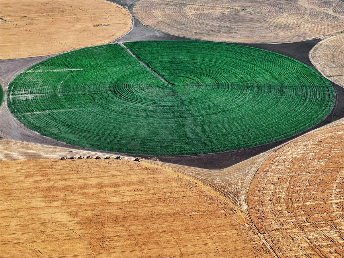 Konya'nın devasa dairesel tarlalarında hasat tamamlandı - Görsel 4