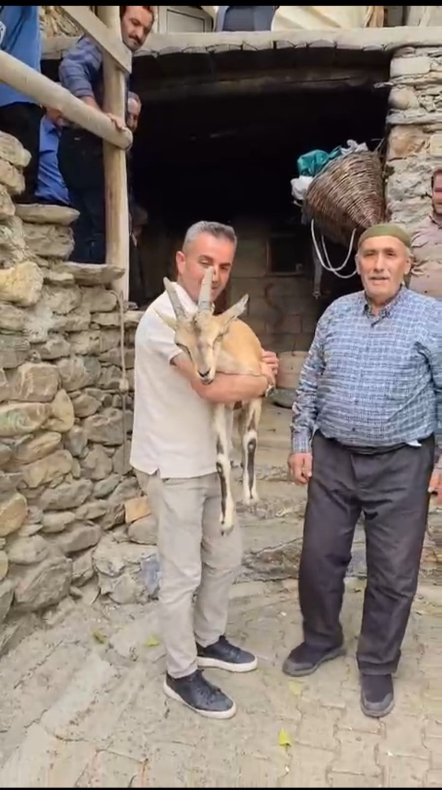 Yaylada bitkin halde bulunan dağ keçisi, bakıma alındı - Görsel 1