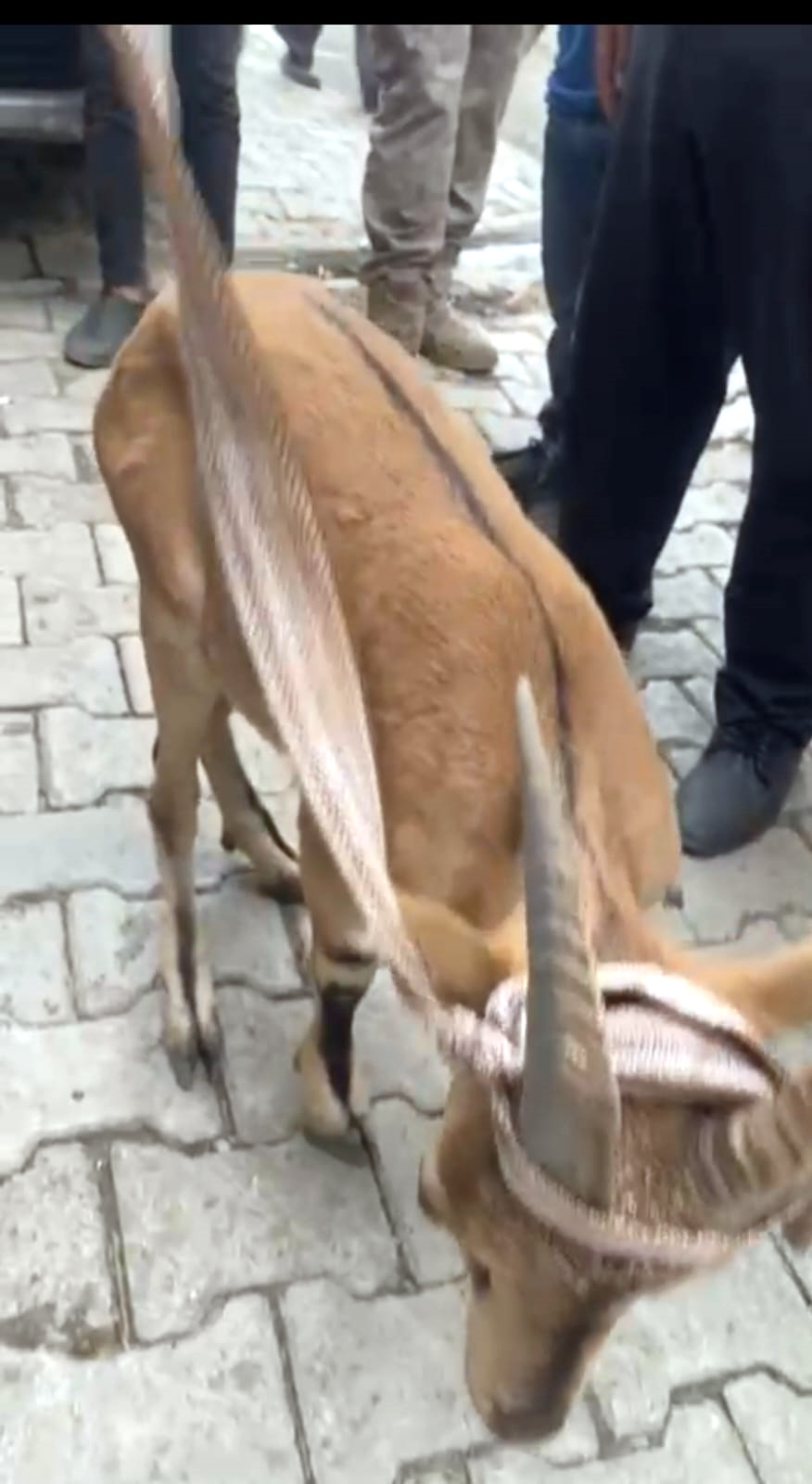 Yaylada bitkin halde bulunan dağ keçisi, bakıma alındı - Görsel 2