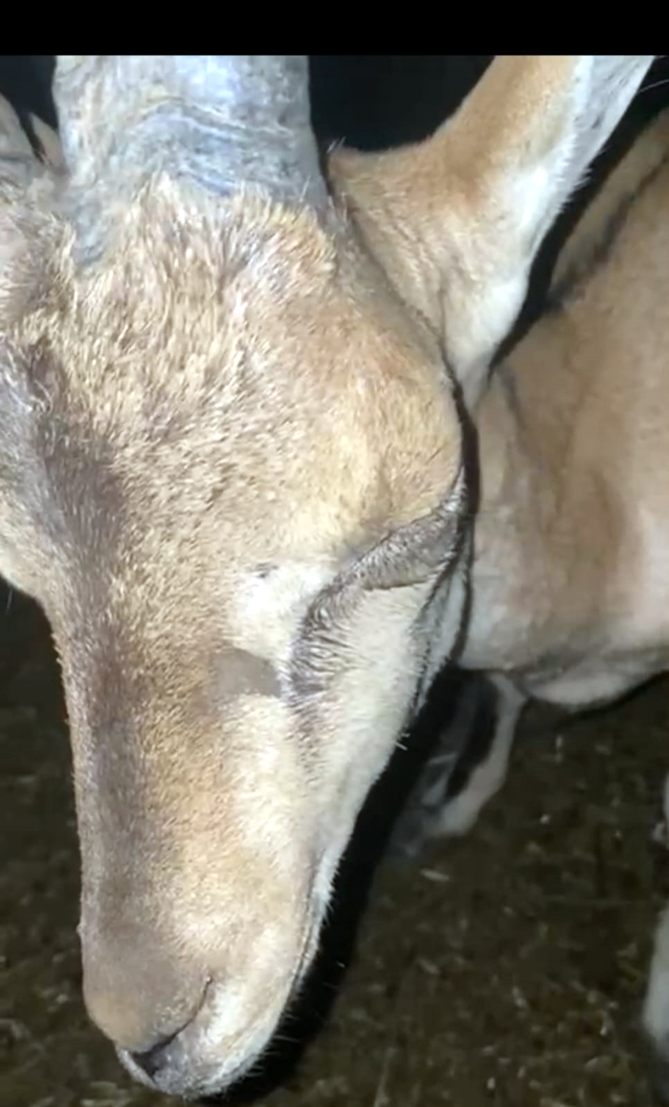 Yaylada bitkin halde bulunan dağ keçisi, bakıma alındı - Görsel 3