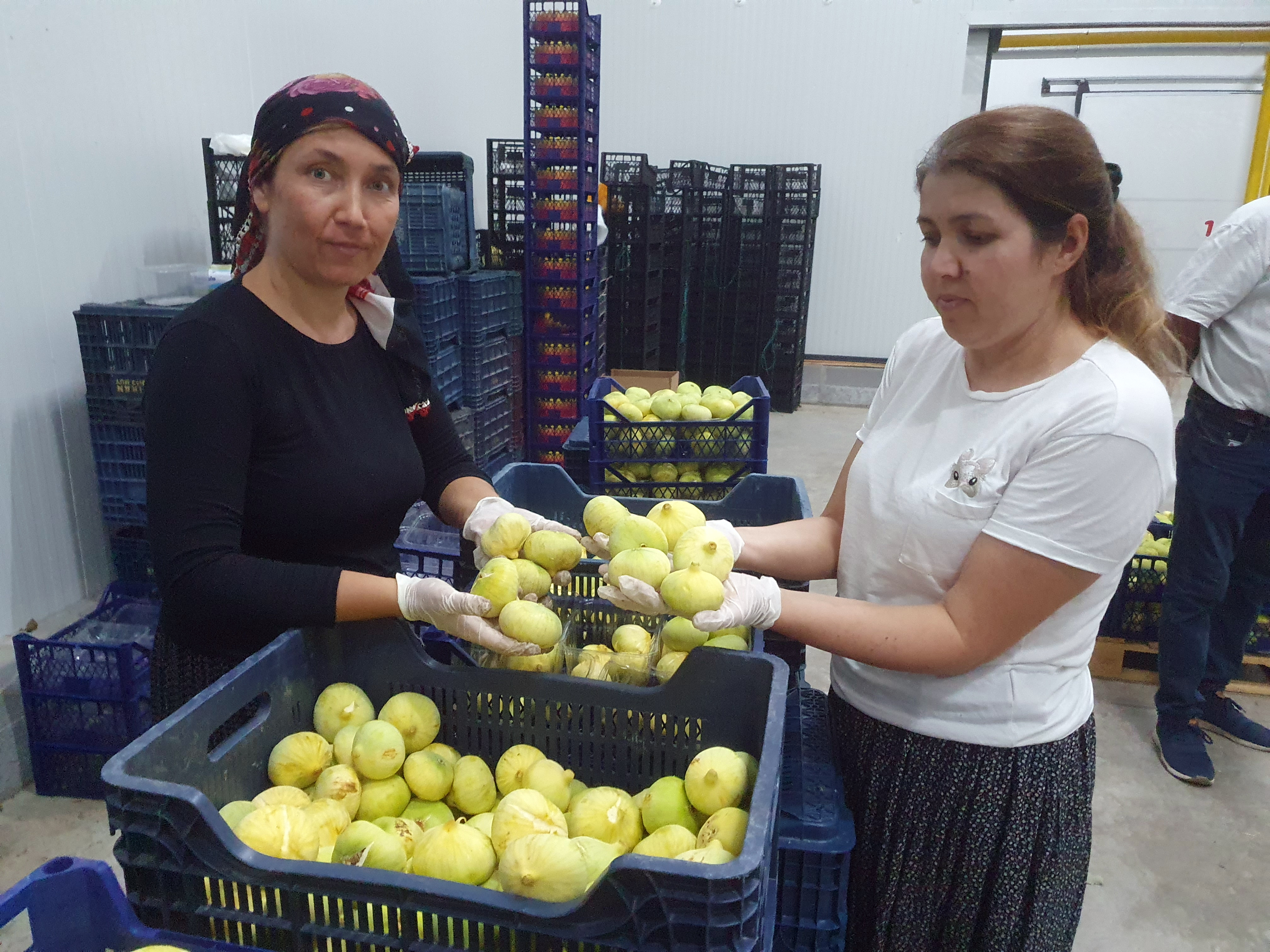 Mut beyazı incir, tanesi 20 TL'den ihraç ediliyor - Görsel 1