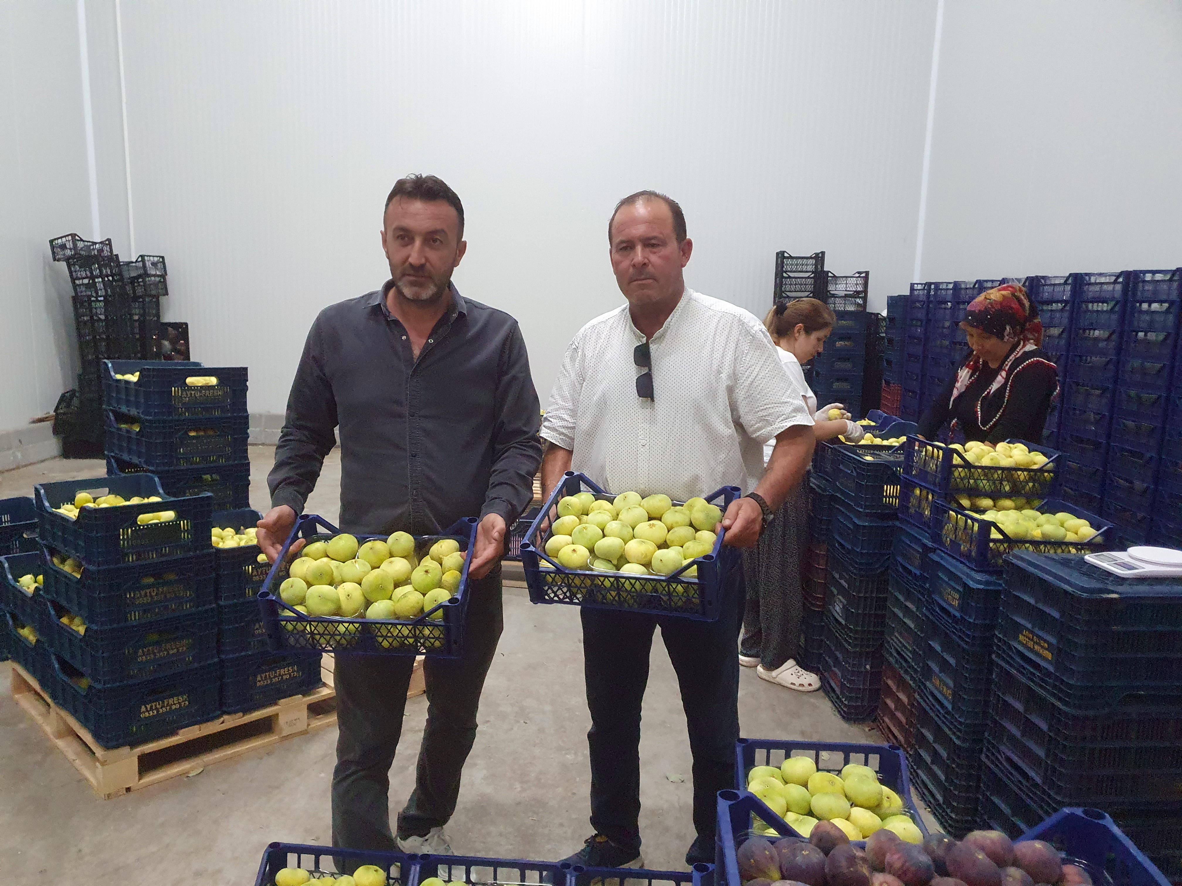 Mut beyazı incir, tanesi 20 TL'den ihraç ediliyor - Görsel 2