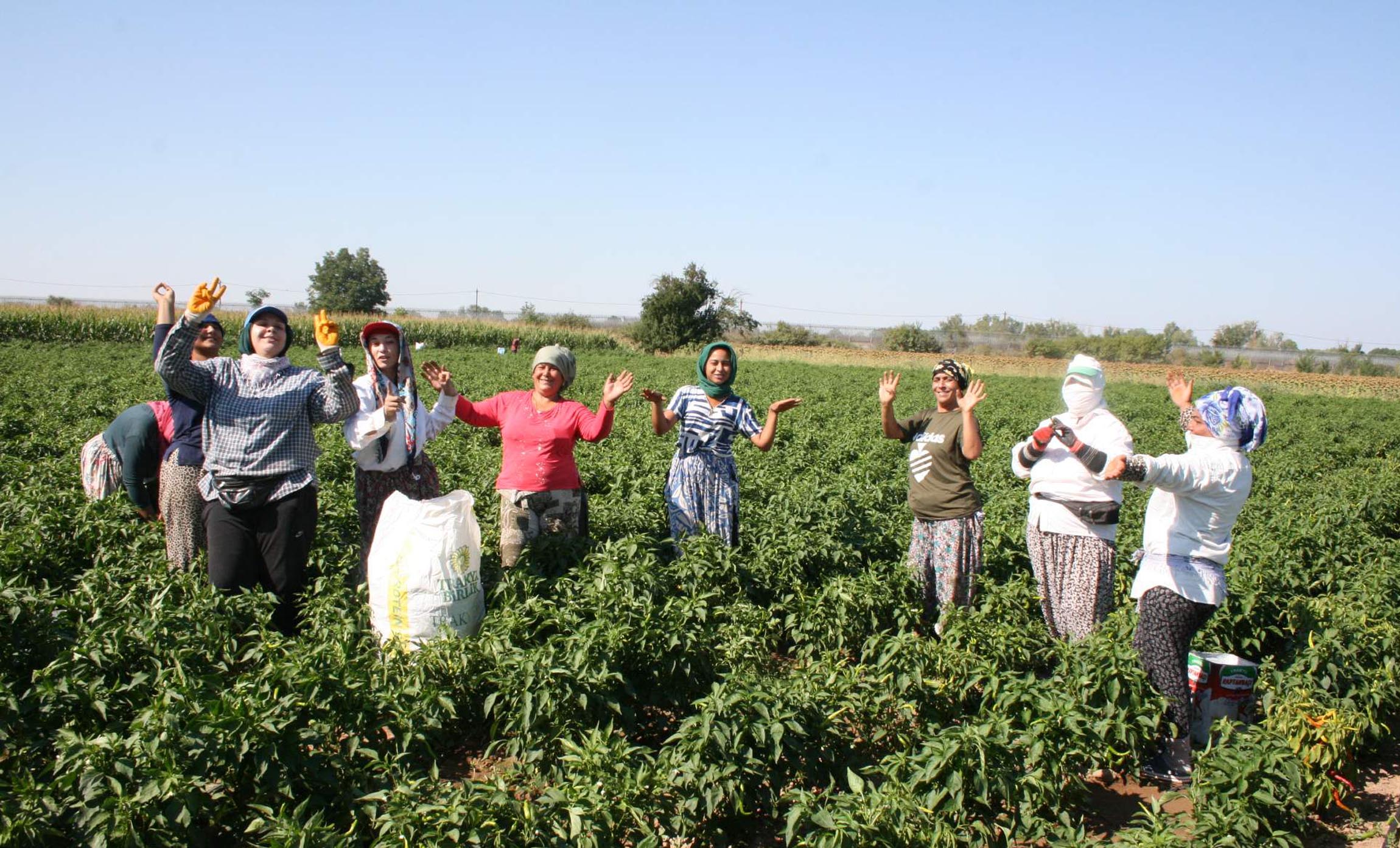 Edirne'de oyun havaları eşliğinde 'acı biber' hasadı - Görsel 1
