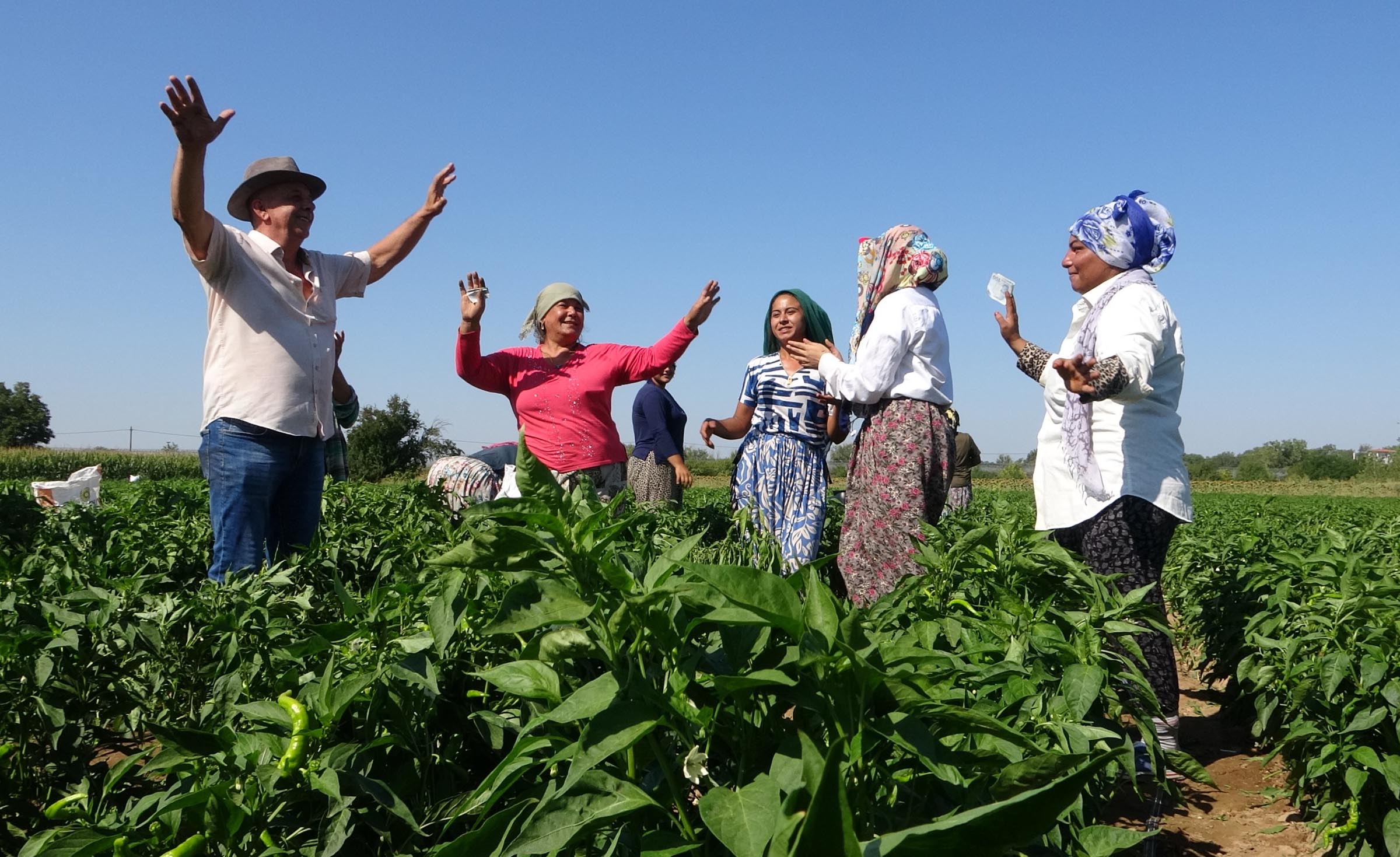 Edirne'de oyun havaları eşliğinde 'acı biber' hasadı - Görsel 2