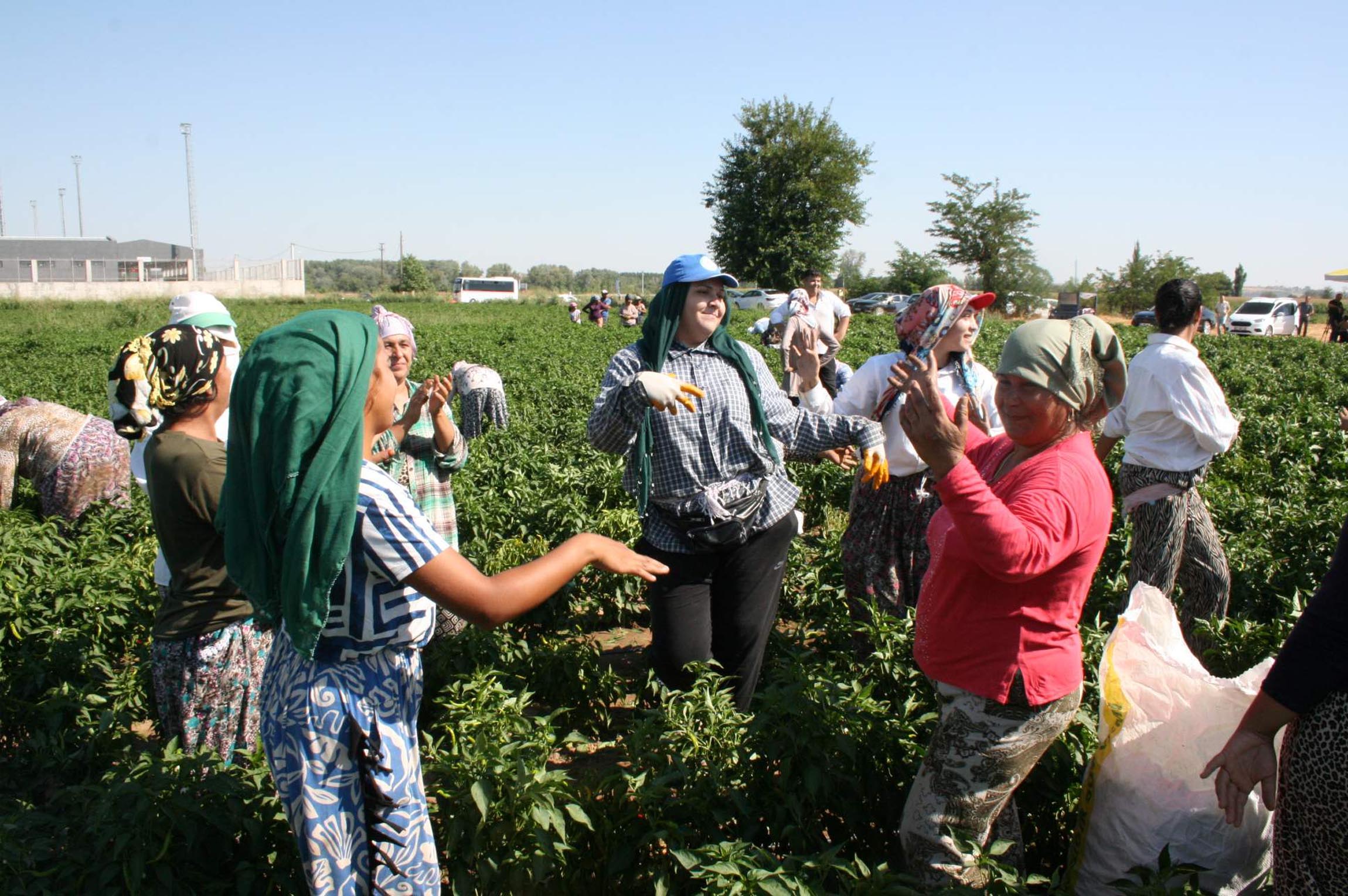 Edirne'de oyun havaları eşliğinde 'acı biber' hasadı - Görsel 3