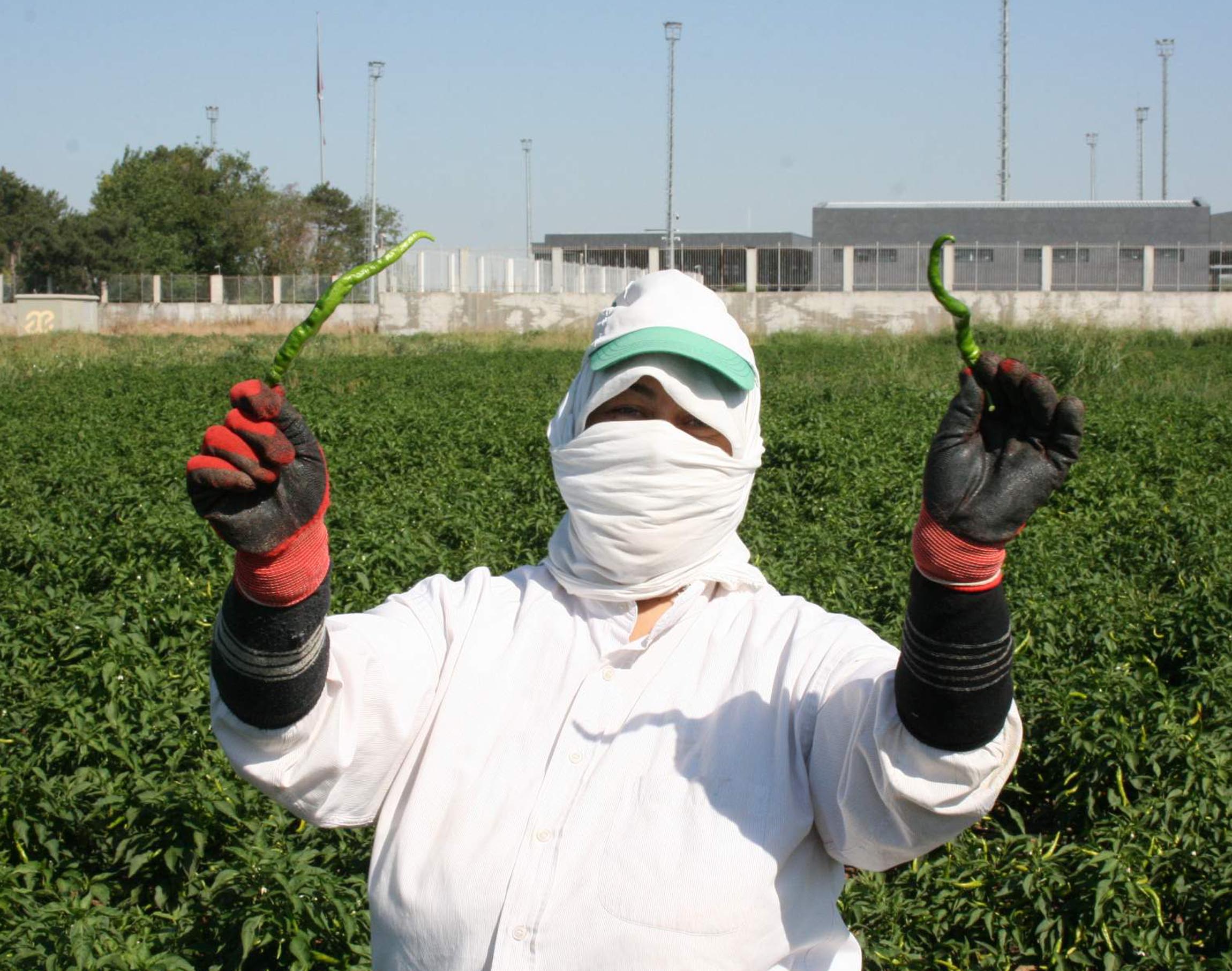 Edirne'de oyun havaları eşliğinde 'acı biber' hasadı - Görsel 4