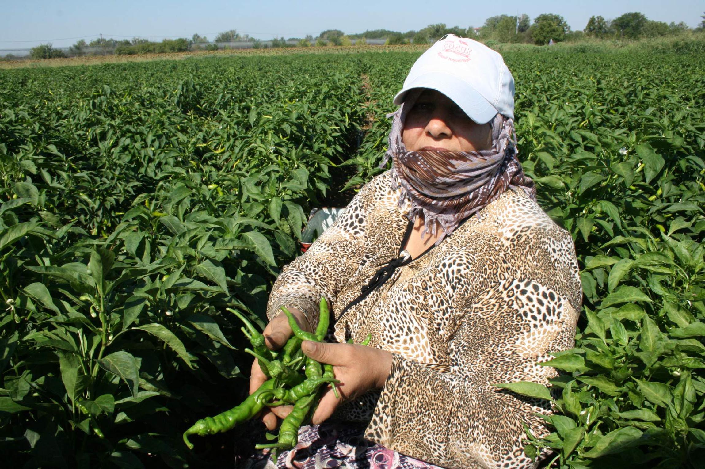 Edirne'de oyun havaları eşliğinde 'acı biber' hasadı - Görsel 5