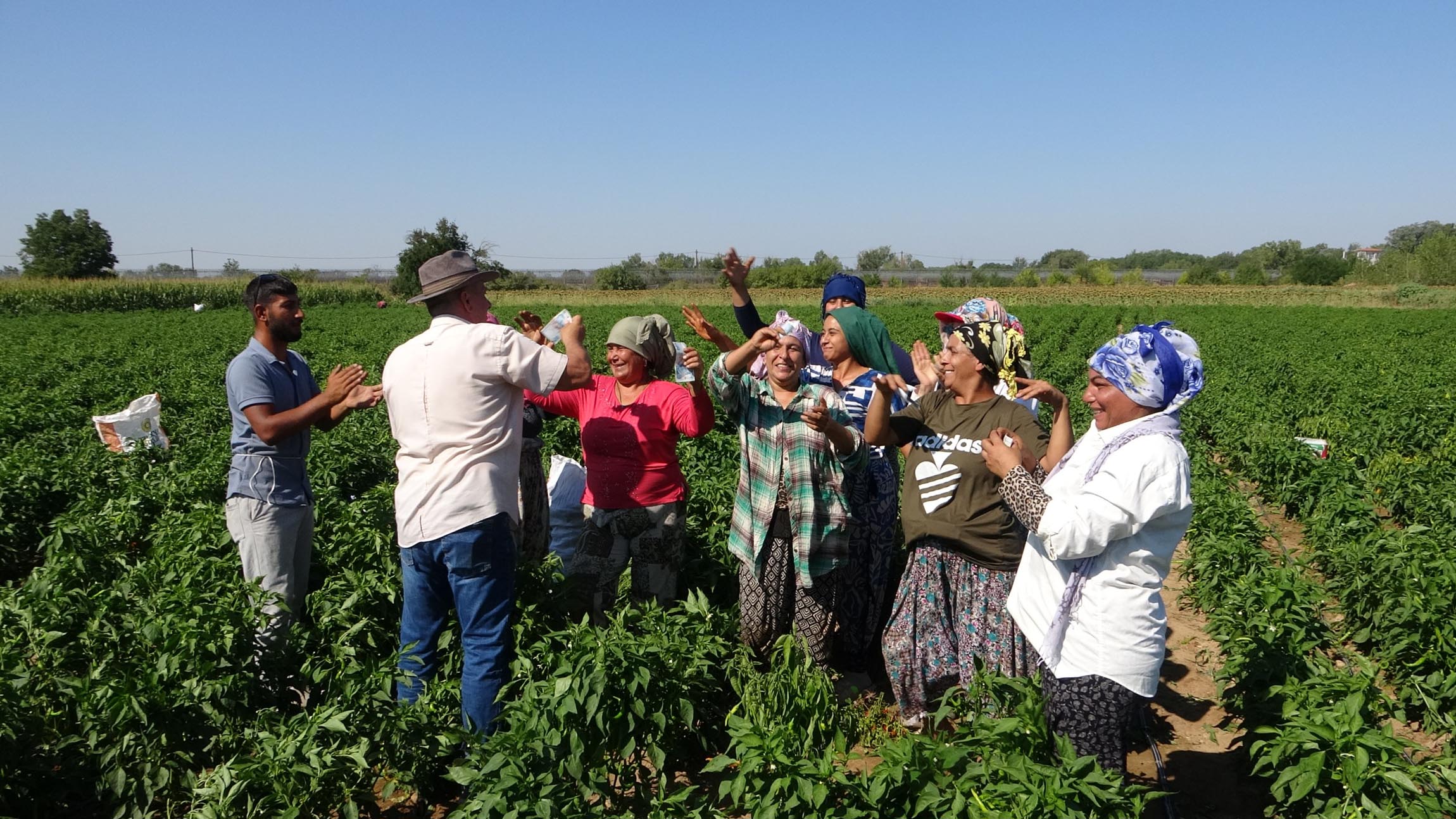 Edirne'de oyun havaları eşliğinde 'acı biber' hasadı - Görsel 7