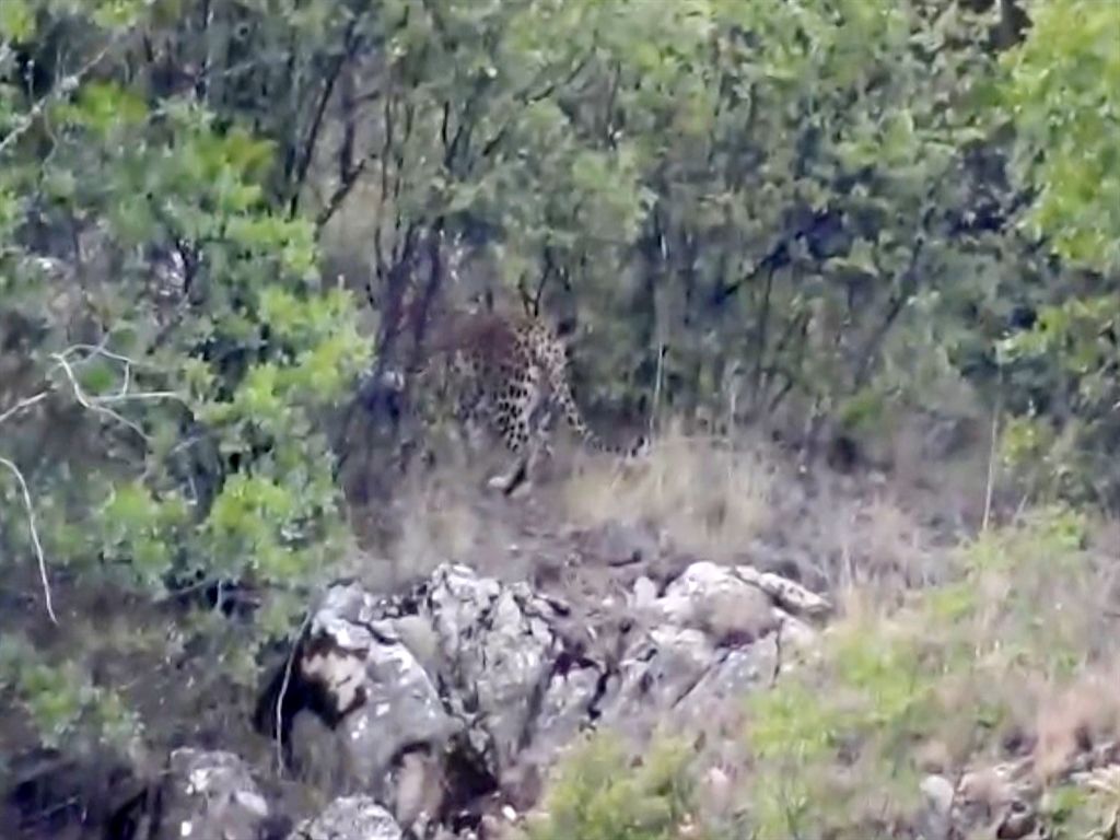 Anadolu parsı Antalya'da  görüntülendi - Görsel 1
