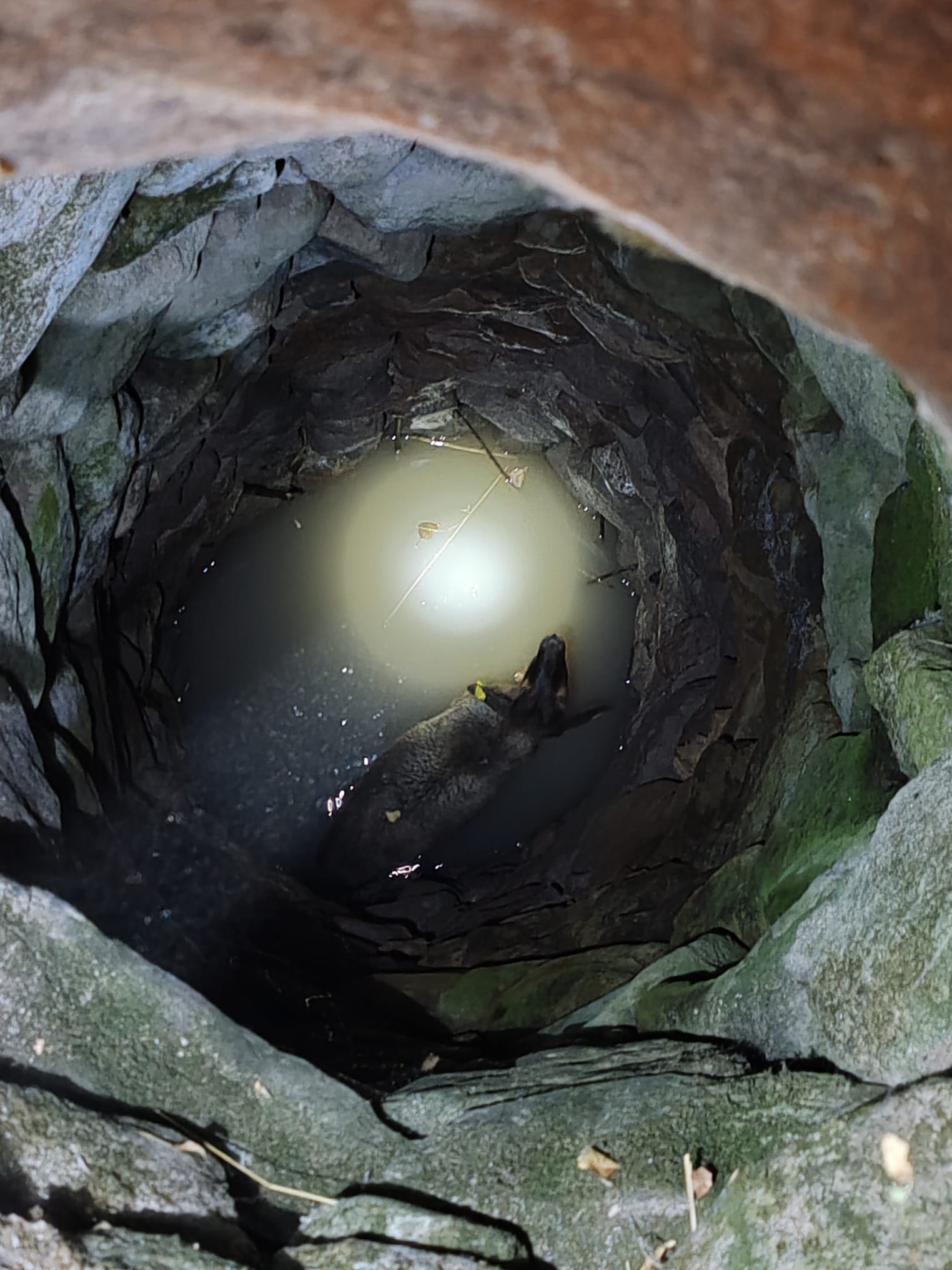 Seydişehir'de 10 Metrelik Kuyuya Düşen Koyun, İtfaiye Ekiplerinin Çabasıyla Kurtarıldı - Görsel 4