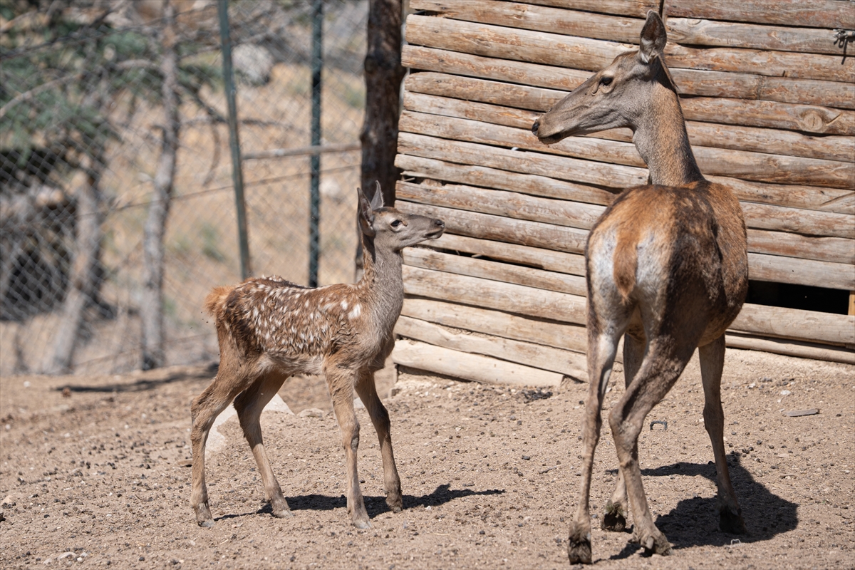 Altınköy Açık Hava Müzesi'nde doğan geyik yavrusu "Benek" ziyaretçilerin ilgi odağı oldu - Görsel 1
