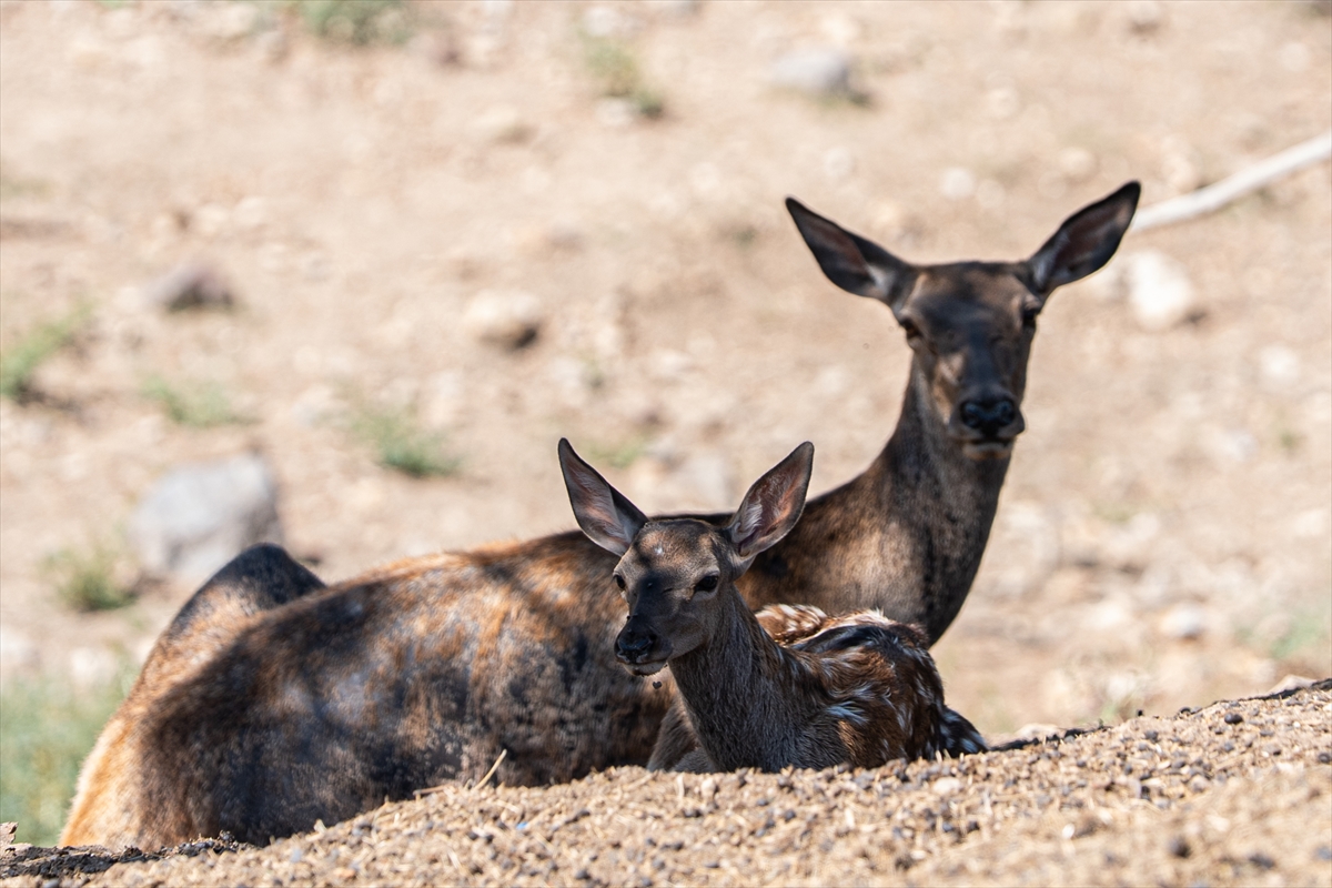 Altınköy Açık Hava Müzesi'nde doğan geyik yavrusu "Benek" ziyaretçilerin ilgi odağı oldu - Görsel 2