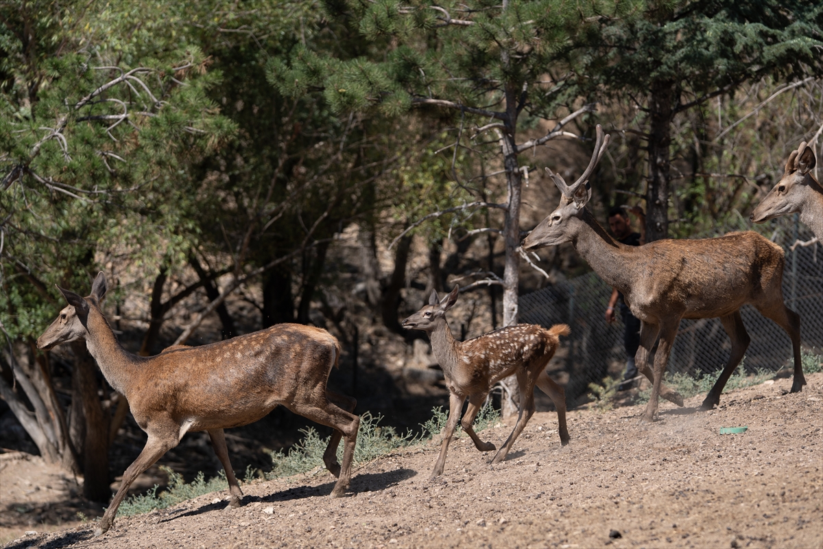 Altınköy Açık Hava Müzesi'nde doğan geyik yavrusu "Benek" ziyaretçilerin ilgi odağı oldu - Görsel 3