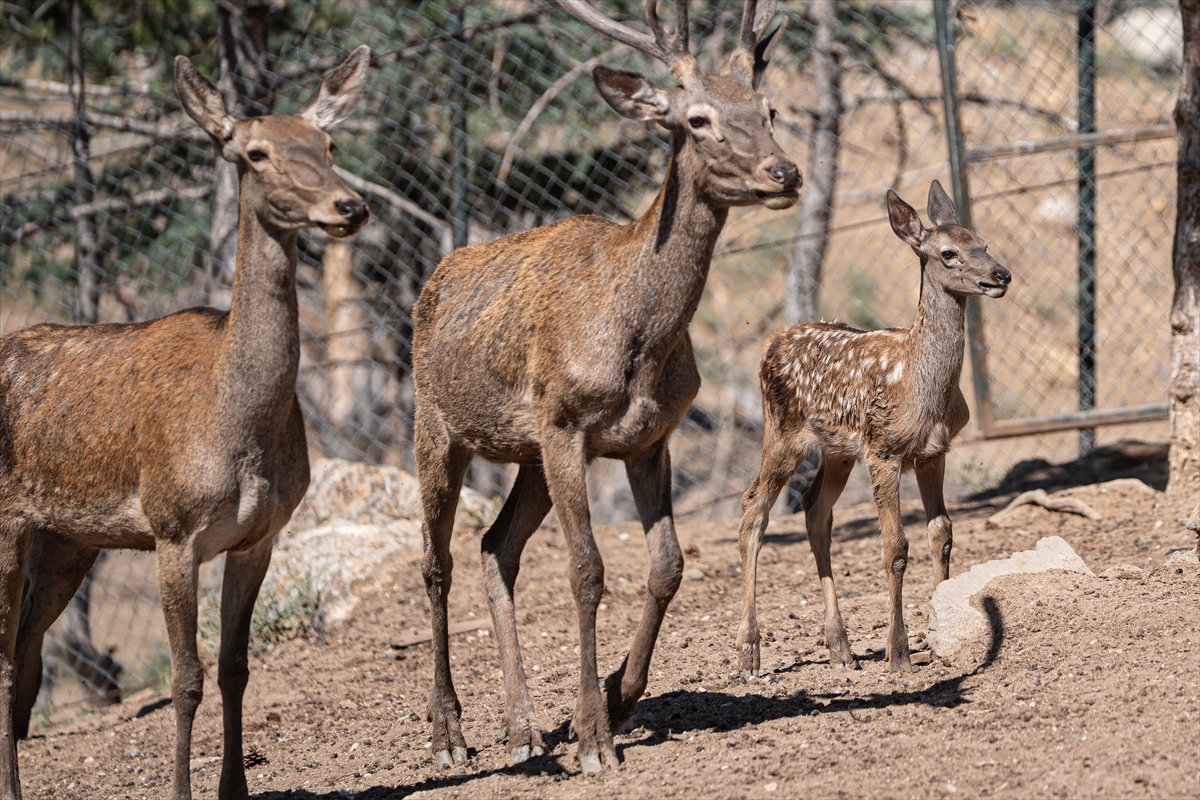 Altınköy Açık Hava Müzesi'nde doğan geyik yavrusu "Benek" ziyaretçilerin ilgi odağı oldu - Görsel 4