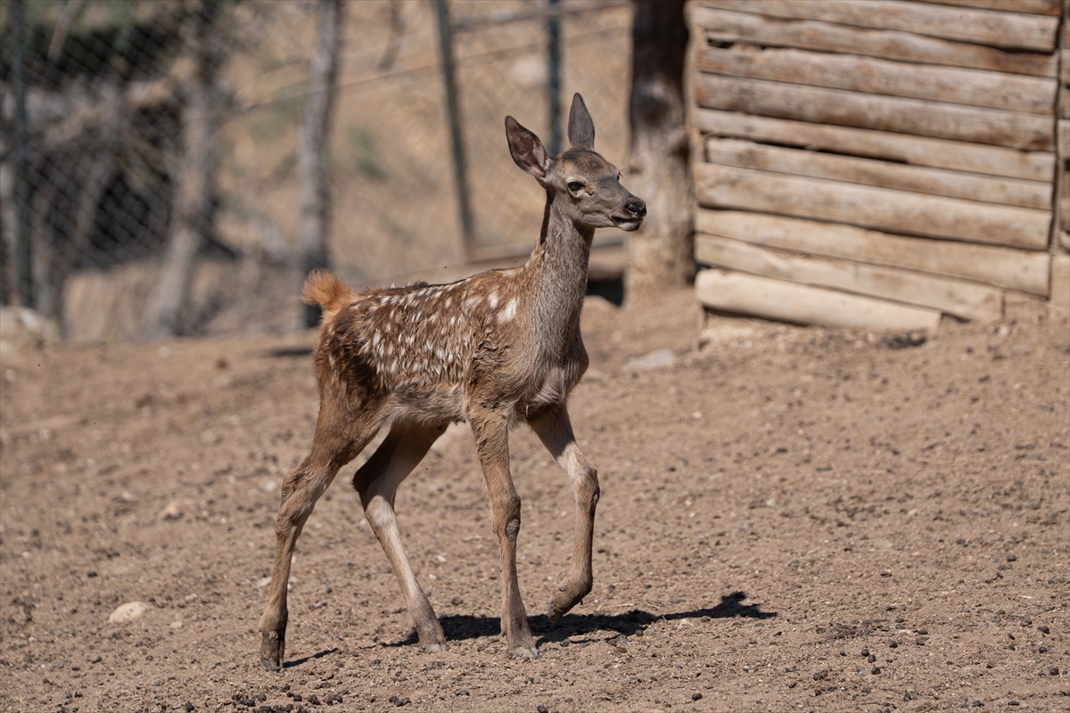 Altınköy Açık Hava Müzesi'nde doğan geyik yavrusu "Benek" ziyaretçilerin ilgi odağı oldu - Görsel 5