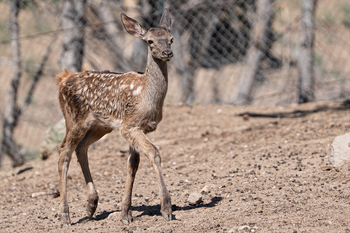 Altınköy Açık Hava Müzesi'nde doğan geyik yavrusu "Benek" ziyaretçilerin ilgi odağı oldu - Görsel 6