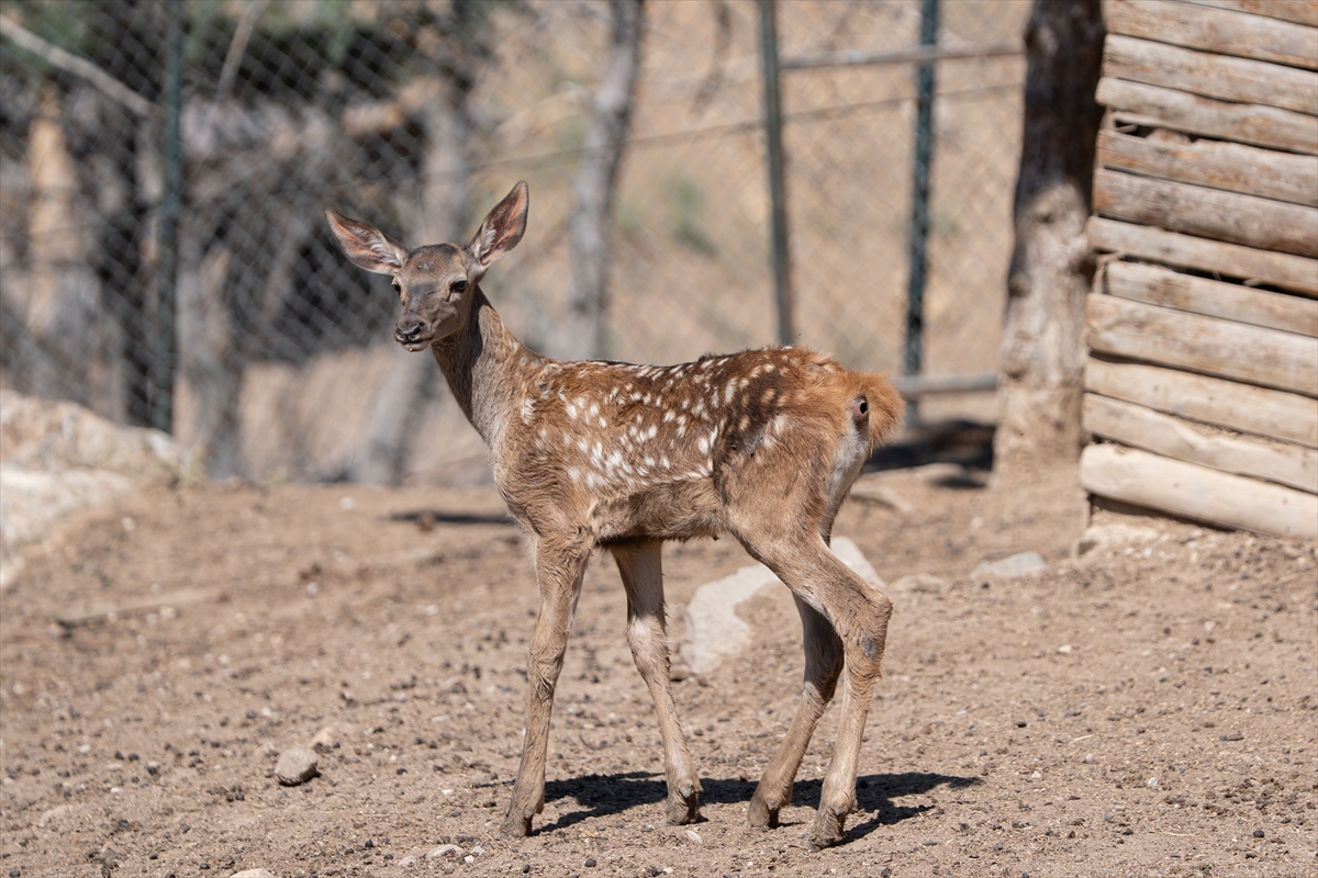 Altınköy Açık Hava Müzesi'nde doğan geyik yavrusu "Benek" ziyaretçilerin ilgi odağı oldu - Görsel 7