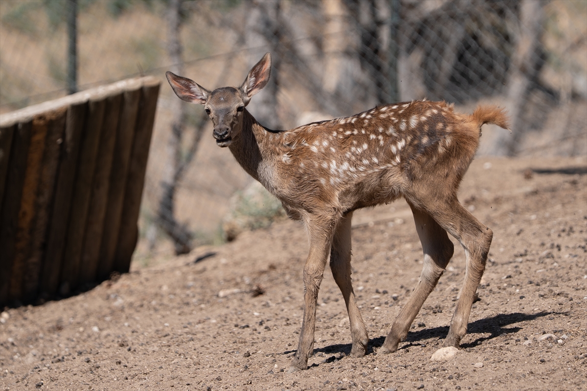 Altınköy Açık Hava Müzesi'nde doğan geyik yavrusu "Benek" ziyaretçilerin ilgi odağı oldu - Görsel 8