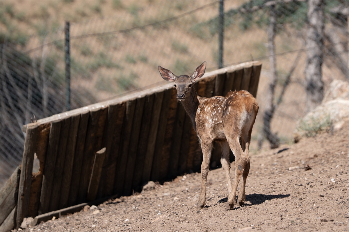 Altınköy Açık Hava Müzesi'nde doğan geyik yavrusu "Benek" ziyaretçilerin ilgi odağı oldu - Görsel 9