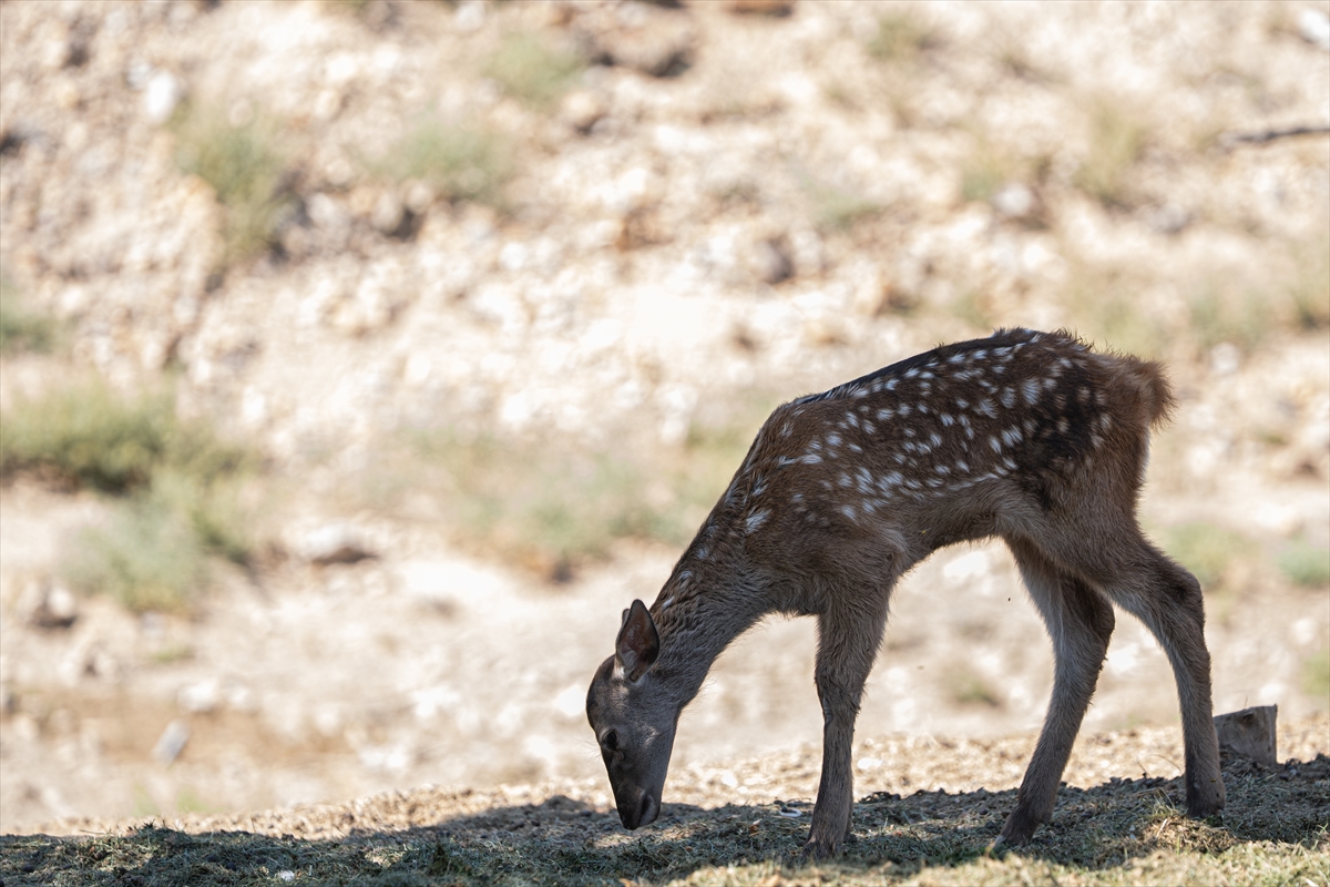 Altınköy Açık Hava Müzesi'nde doğan geyik yavrusu "Benek" ziyaretçilerin ilgi odağı oldu - Görsel 10