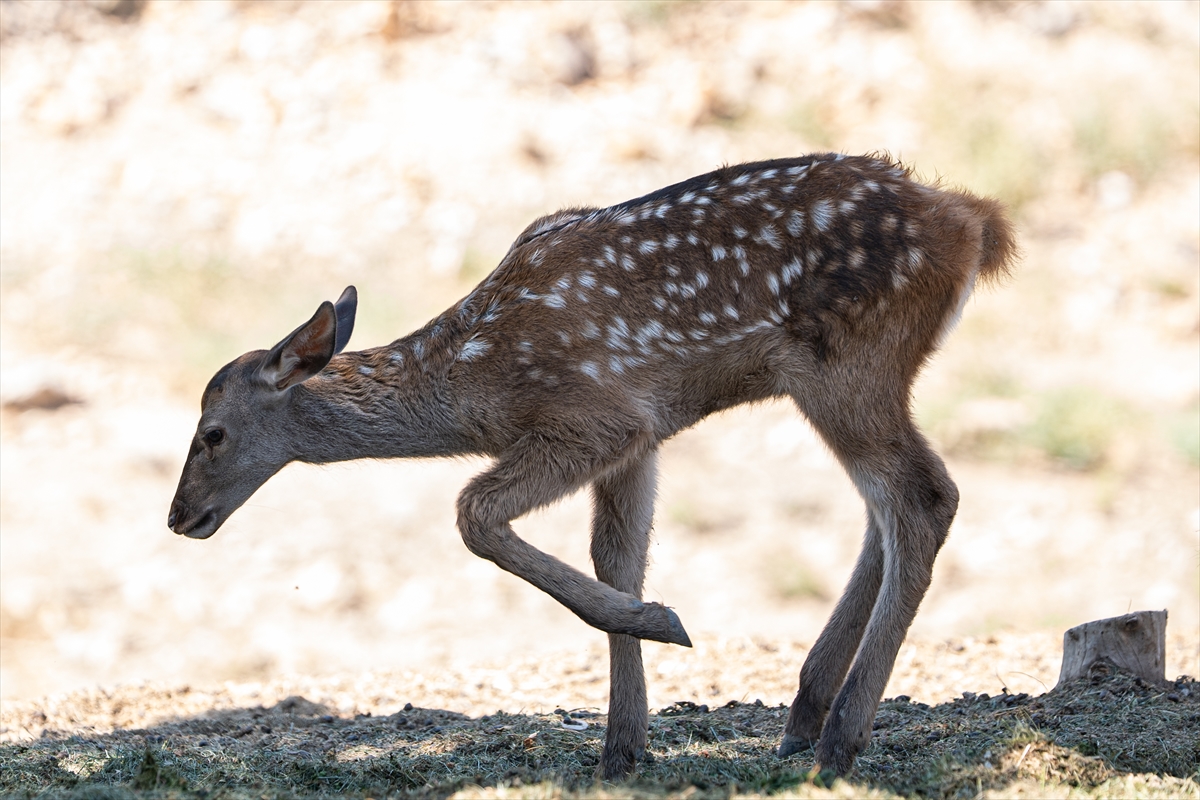 Altınköy Açık Hava Müzesi'nde doğan geyik yavrusu "Benek" ziyaretçilerin ilgi odağı oldu - Görsel 11
