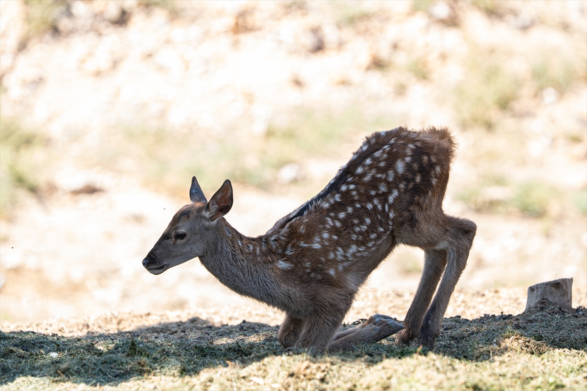 Altınköy Açık Hava Müzesi'nde doğan geyik yavrusu "Benek" ziyaretçilerin ilgi odağı oldu - Görsel 12
