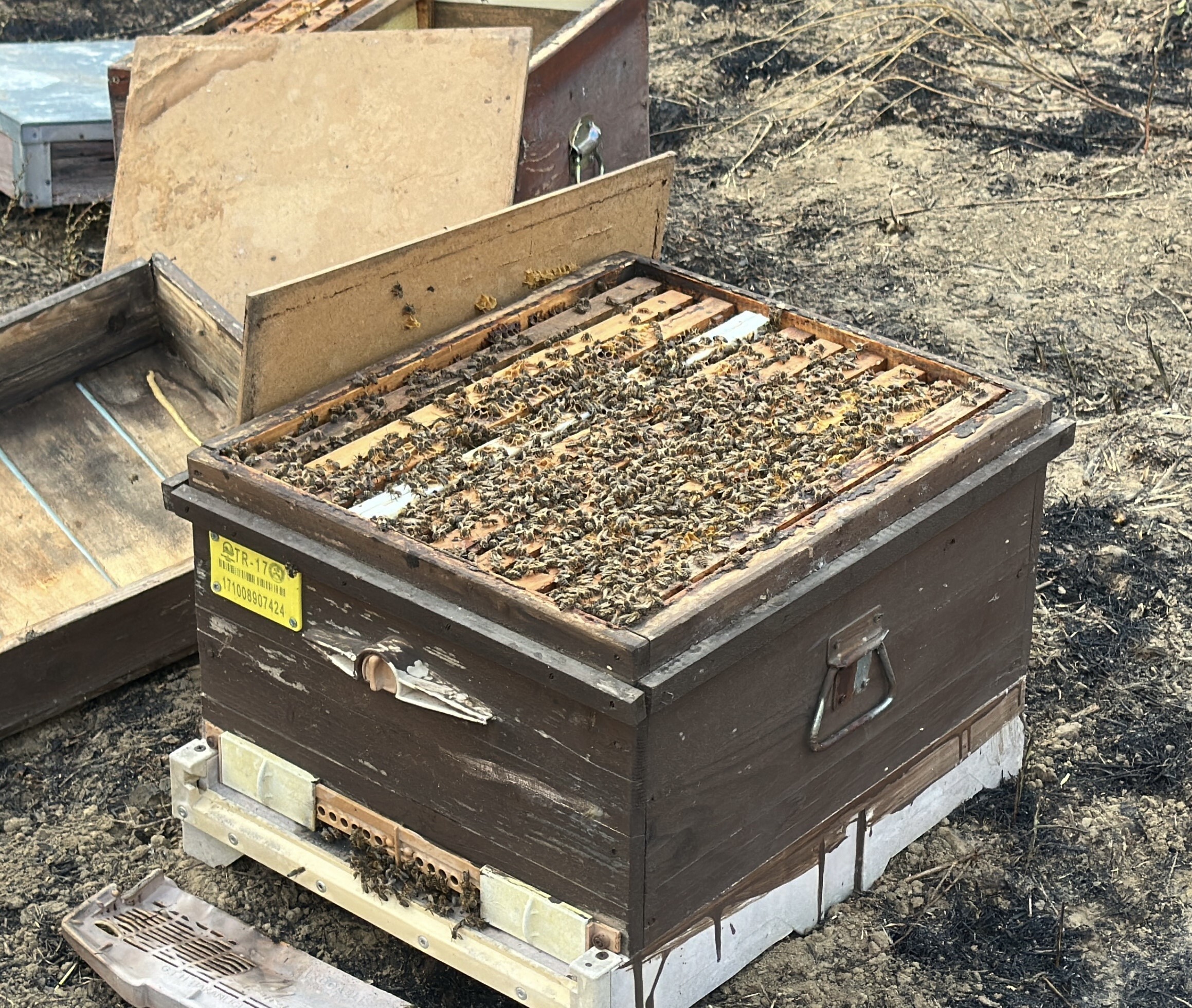 Çanakkale'deki orman yangını 2'nci gününde insanı dehşete düşüren  görüntüler. - Görsel 1
