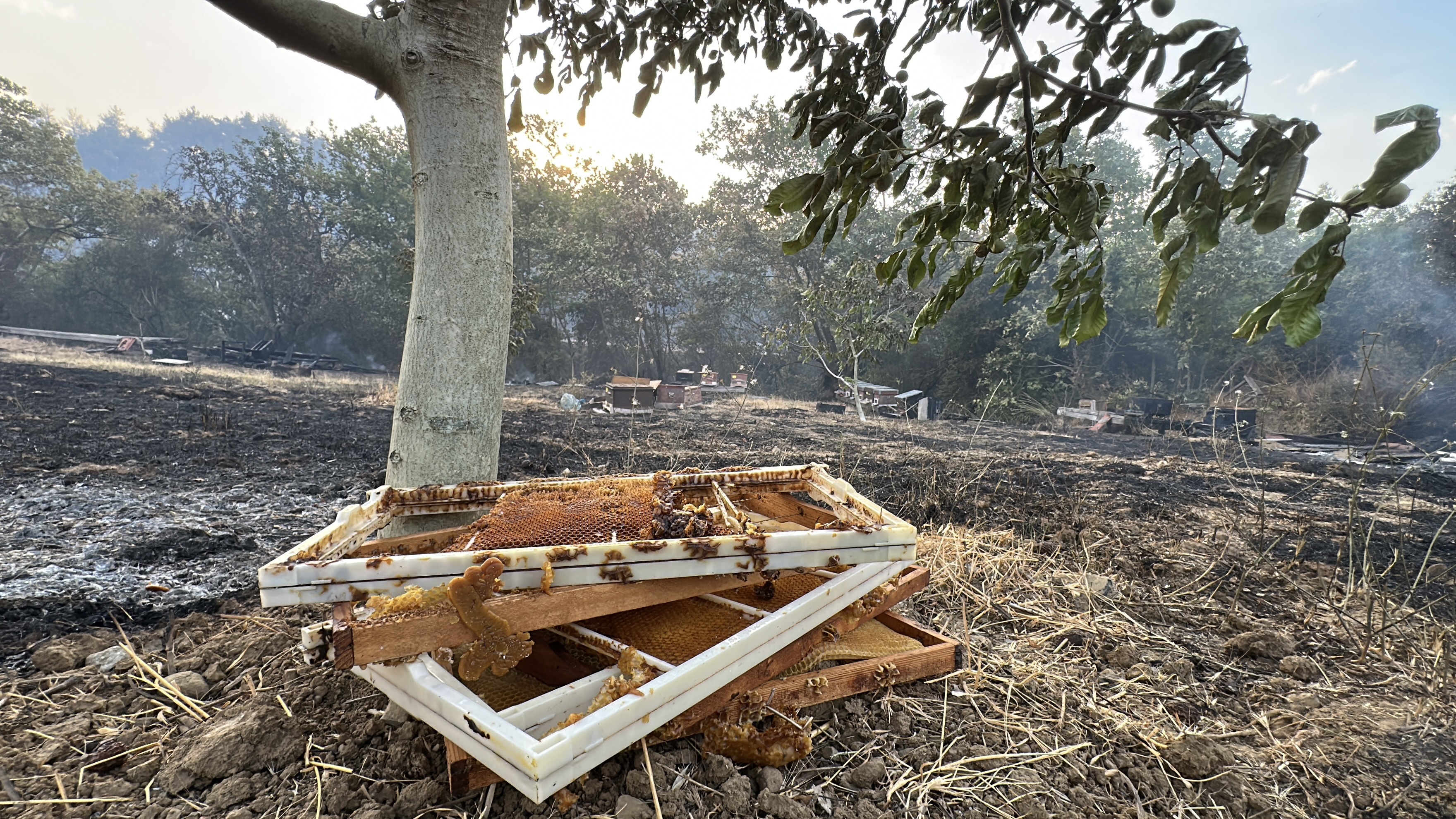 Çanakkale'deki orman yangını 2'nci gününde insanı dehşete düşüren  görüntüler. - Görsel 2