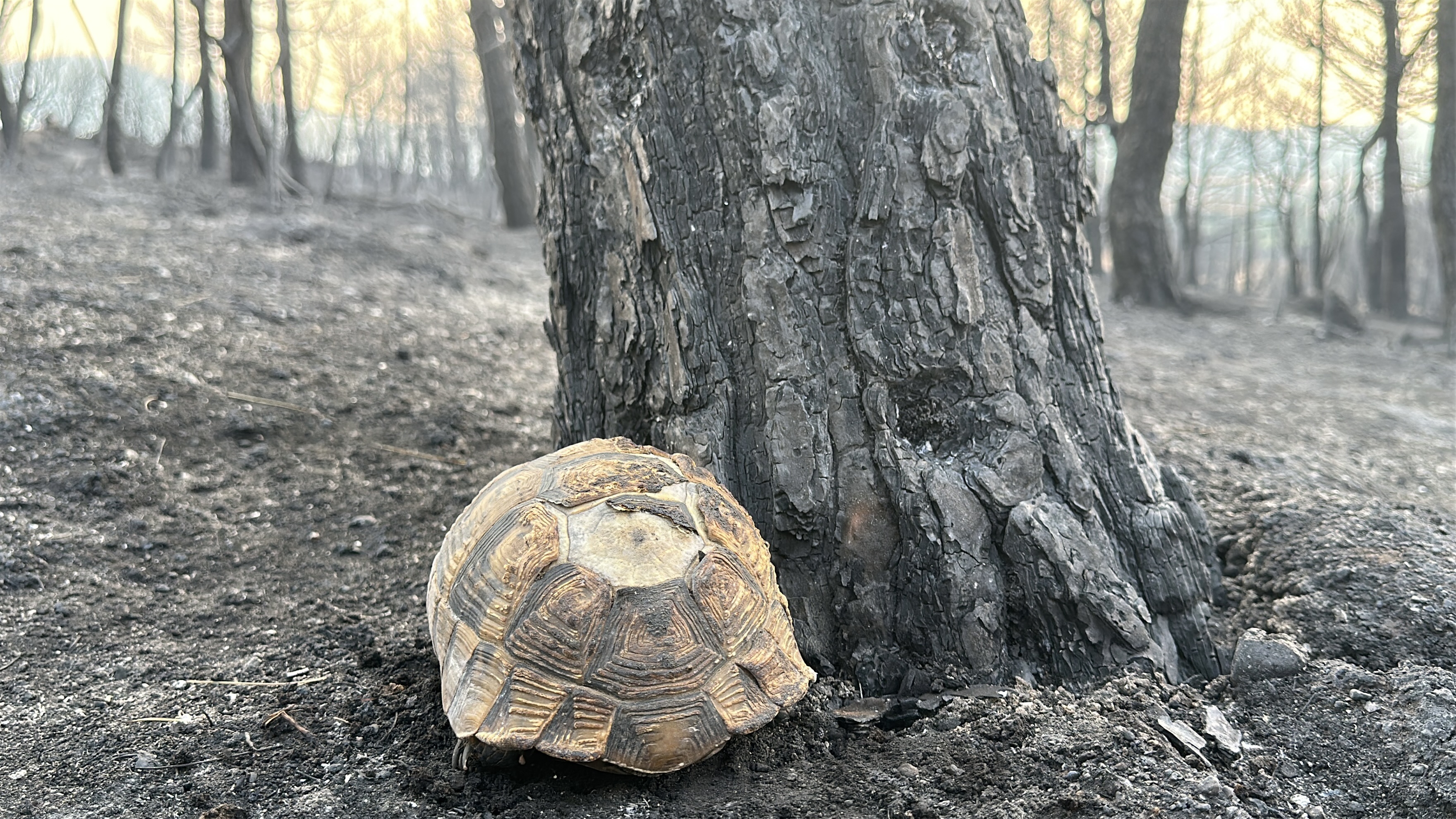 Çanakkale'deki orman yangını 2'nci gününde insanı dehşete düşüren  görüntüler. - Görsel 7