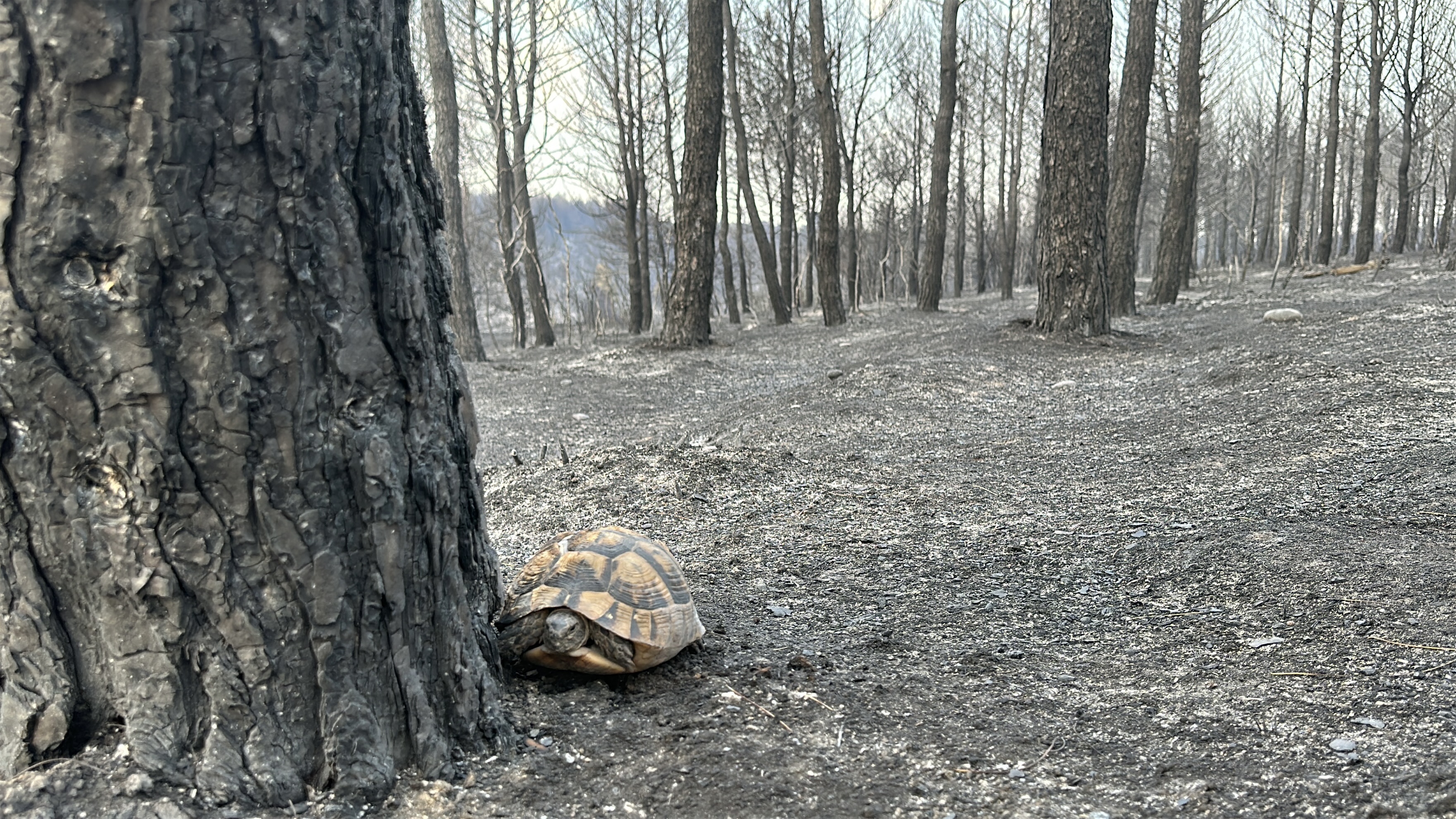Çanakkale'deki orman yangını 2'nci gününde insanı dehşete düşüren  görüntüler. - Görsel 9