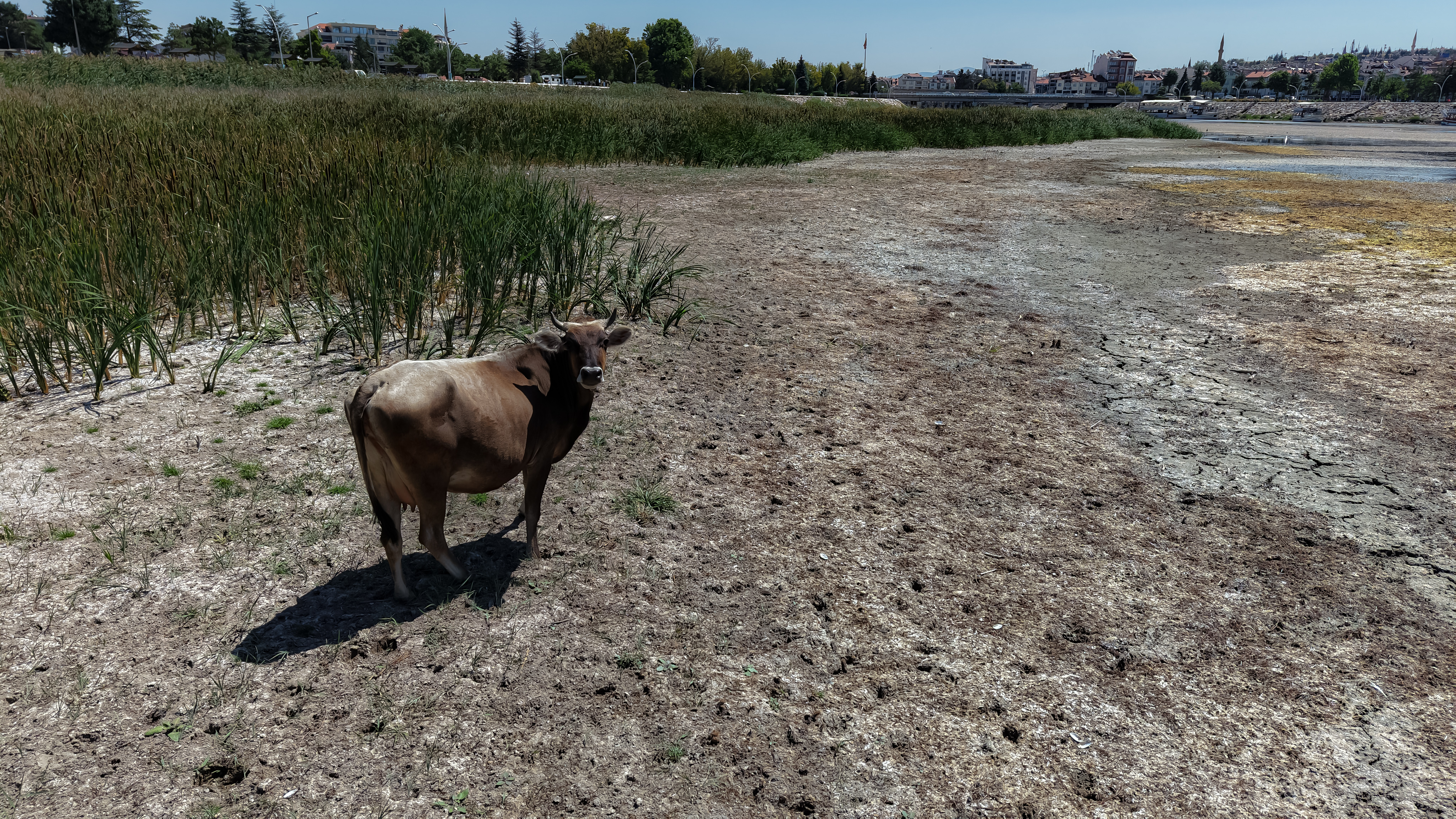 'Beyşehir Gölü vefat etti' - Görsel 5